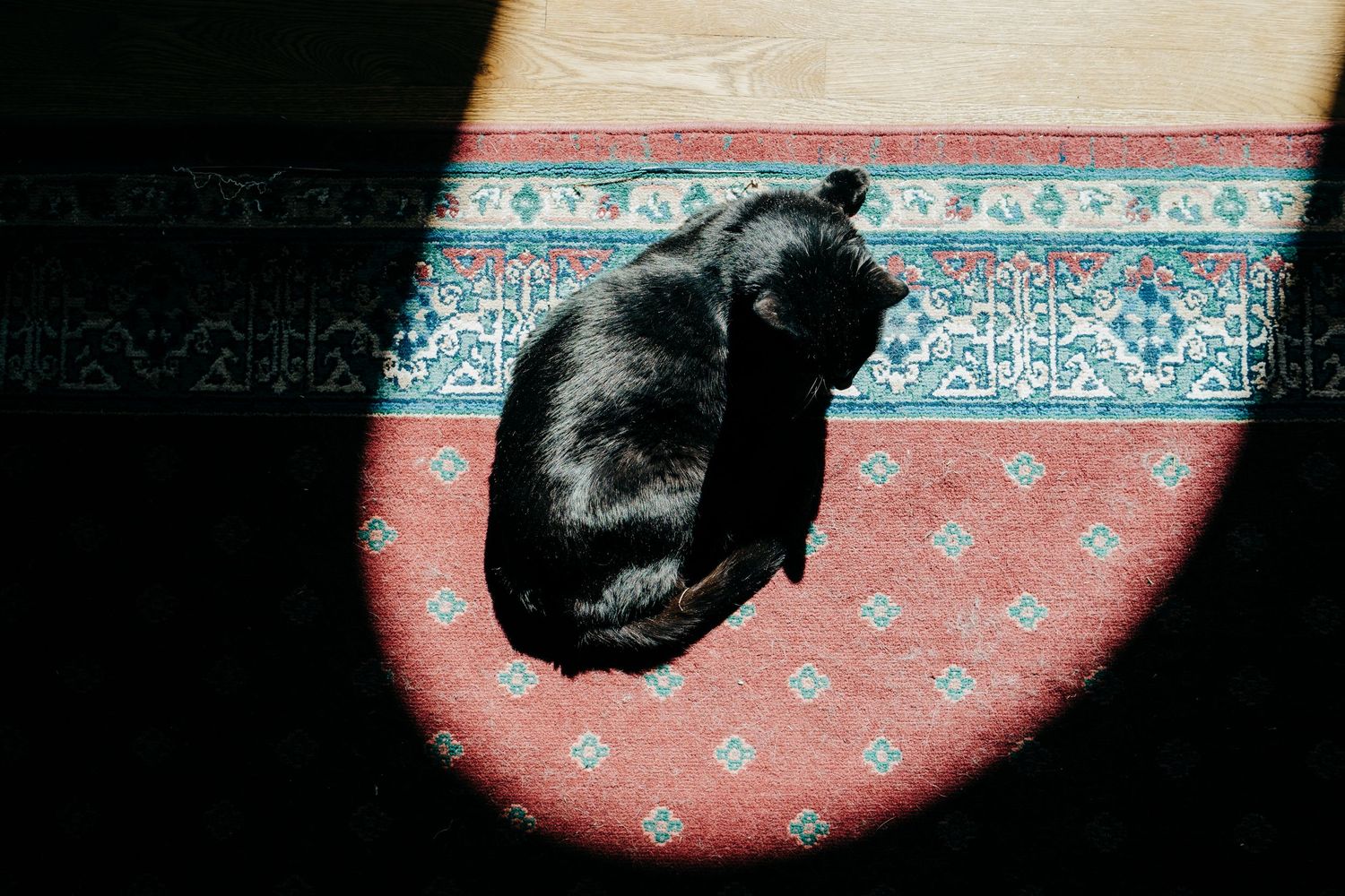 Cat sitting in sunbeam surrounded by shadow.