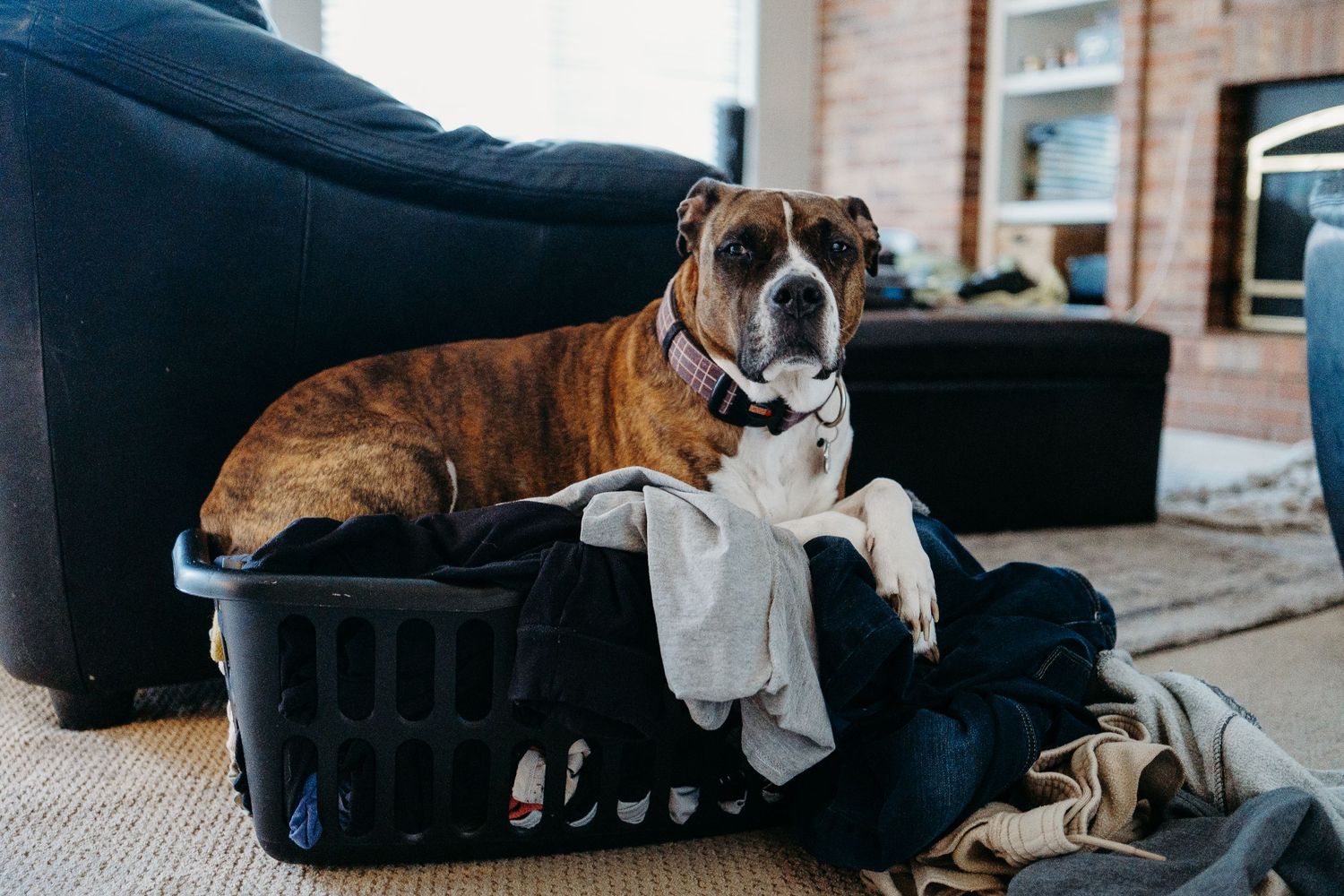 Denver photographer project 365 - dog sitting in basket of clean laundry.
