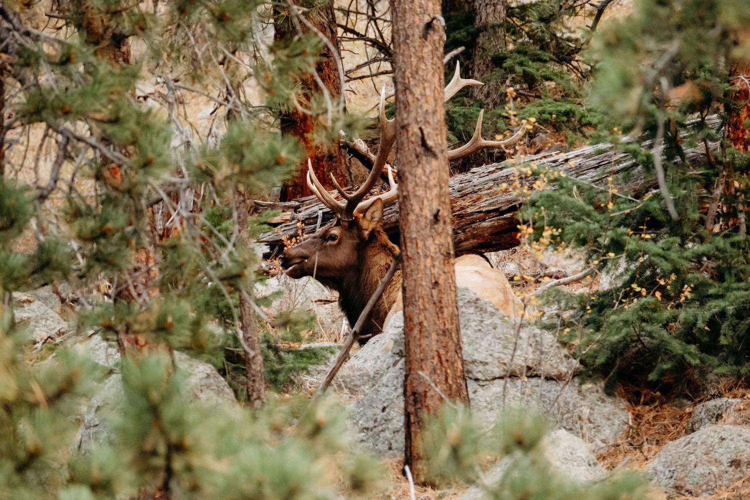 Male elk laying in forest area of Rocky Mountain National Park.