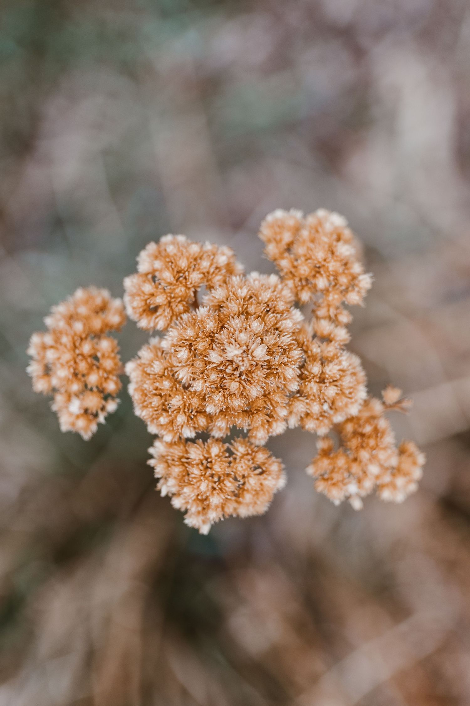 Dried yarrow flowers.