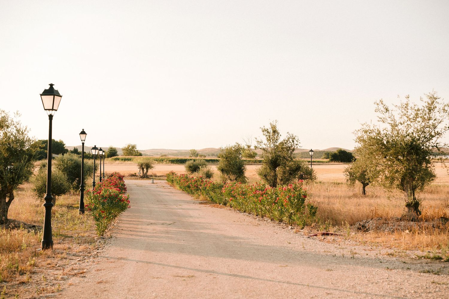 A winding desert path with vintage lampposts leads through an arid landscape at sunset.