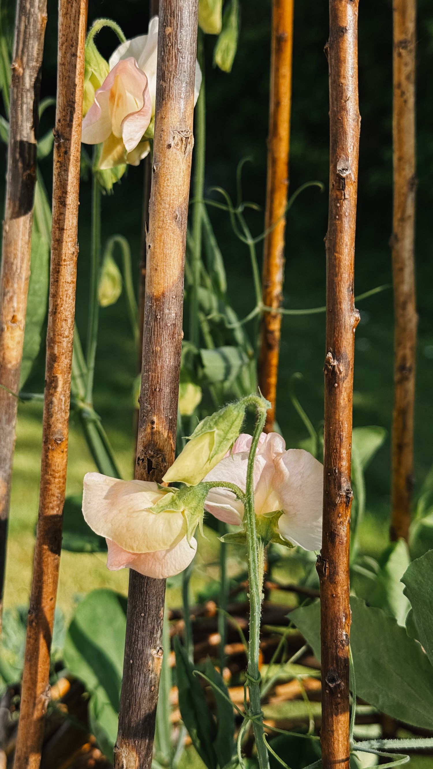Pale pink sweet pea flowers blooming between rustic bamboo garden stakes against a green background.