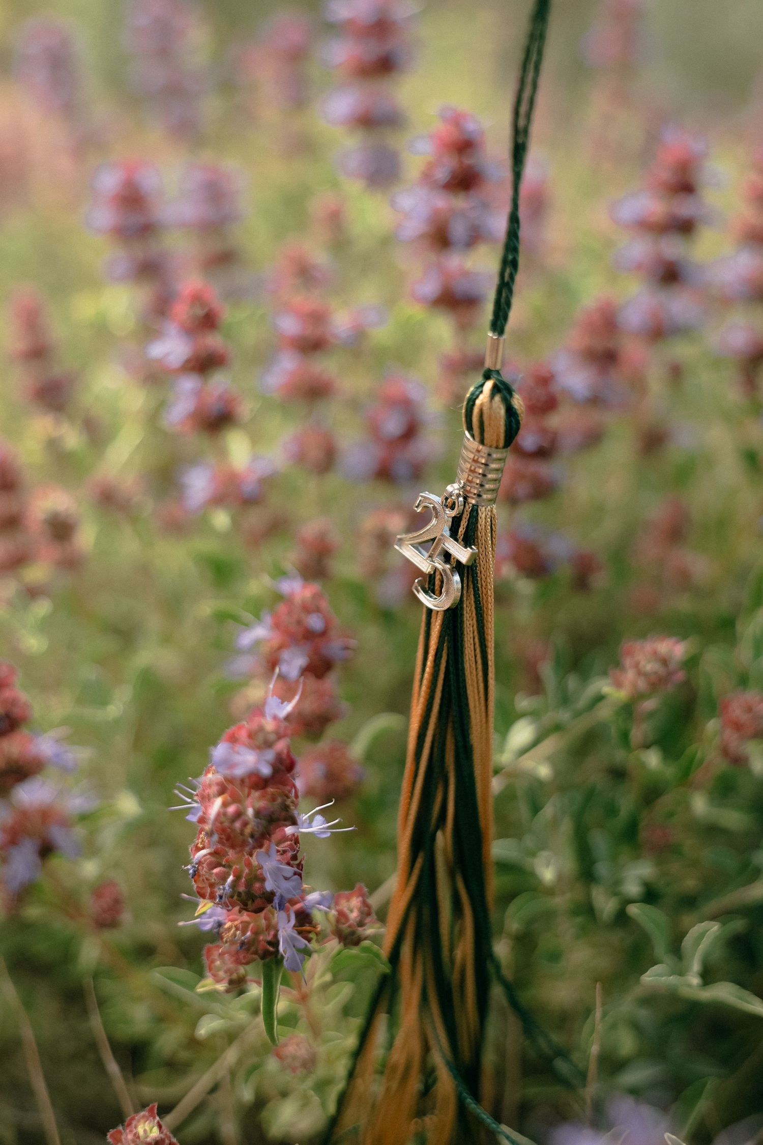 Close-up shot of purple wildflowers and grass stalks swaying in natural light.