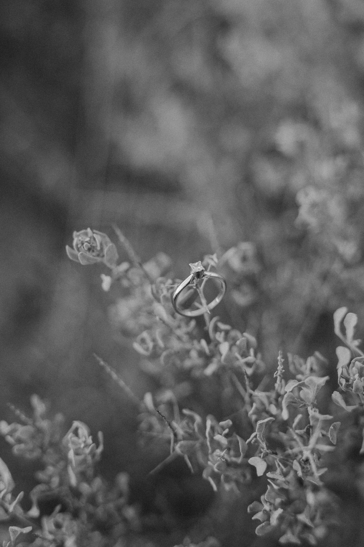 Delicate dried flowers and curled leaves in black and white macro photography with soft bokeh background.