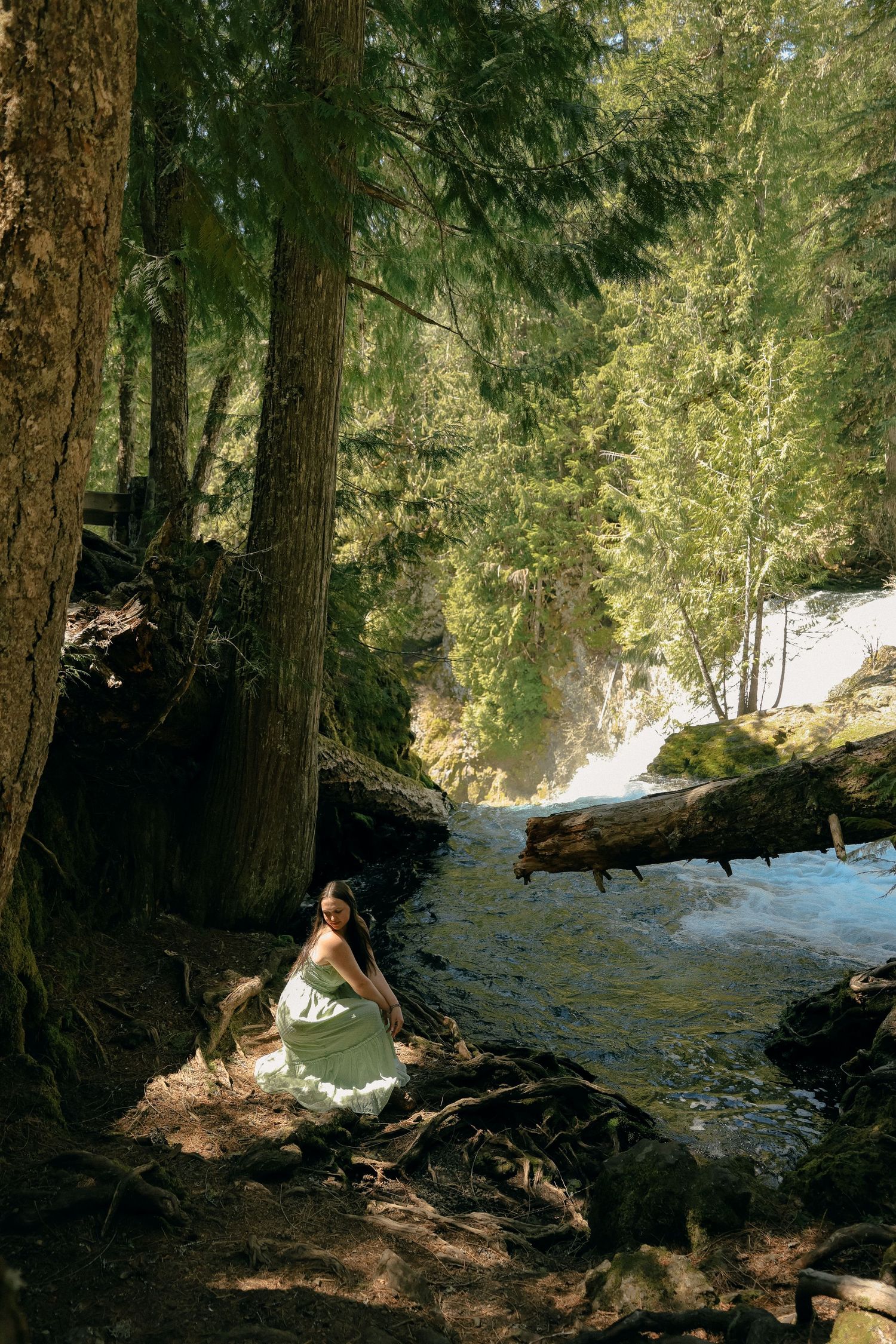 Serene forest creek scene with sunlight filtering through towering evergreen trees.