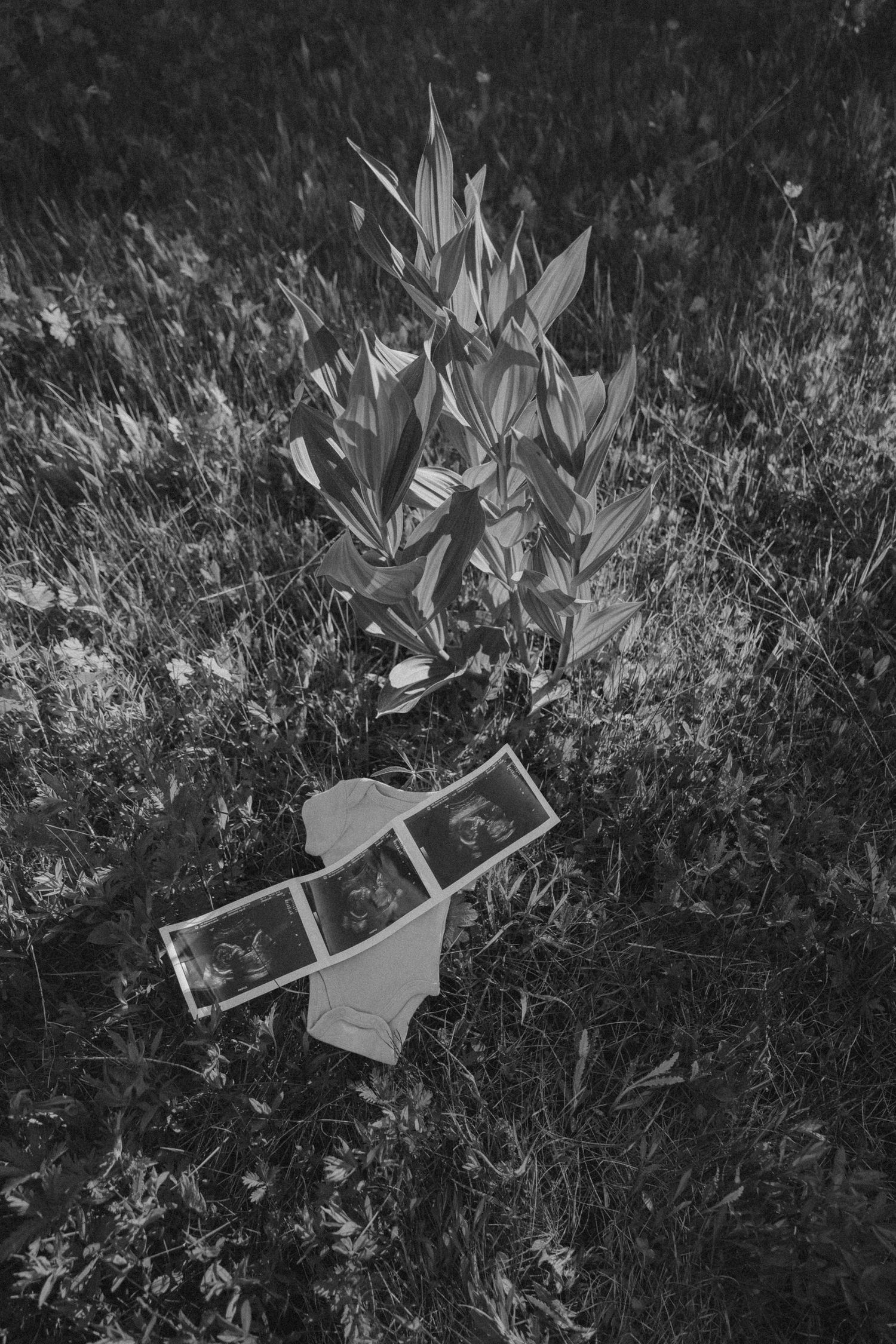 A collection of vintage-style photographs scattered on grass in black and white.