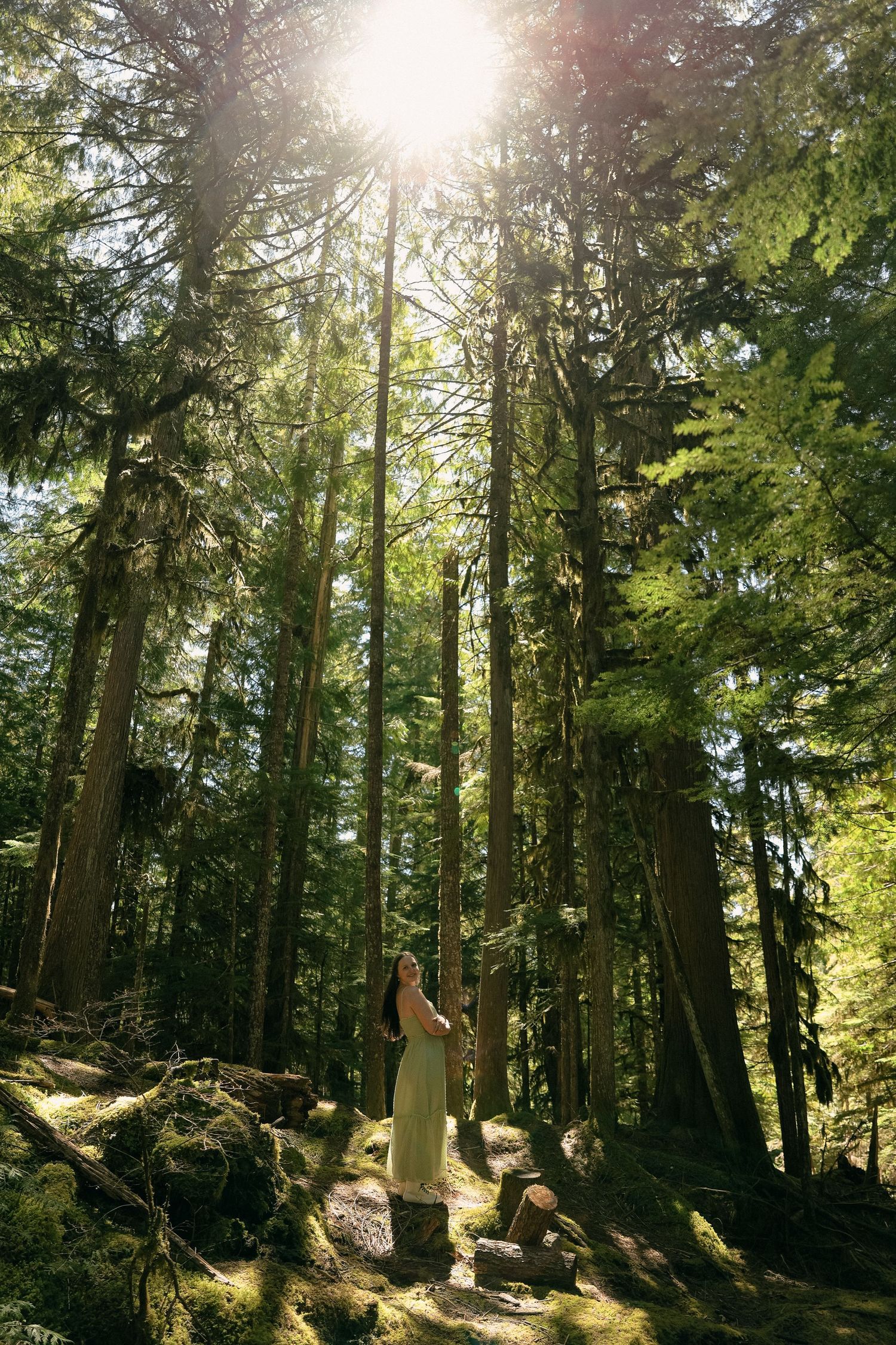Sun-dappled forest path through tall evergreen trees with dramatic lighting.