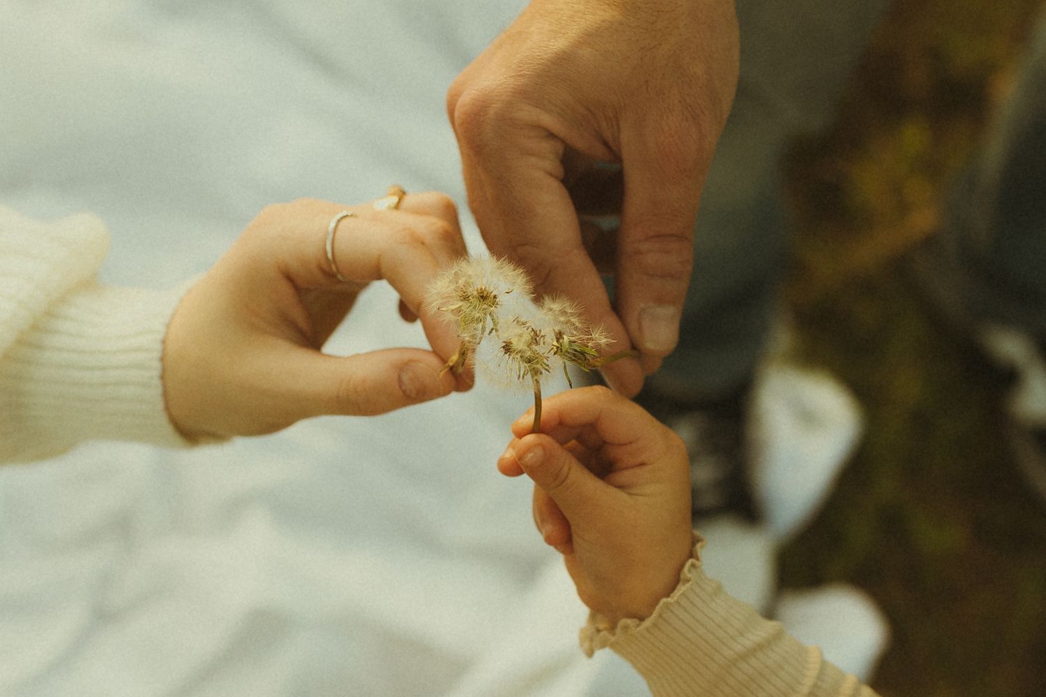 Two hands in cream sweater sleeves delicately holding and examining a small white flower together.