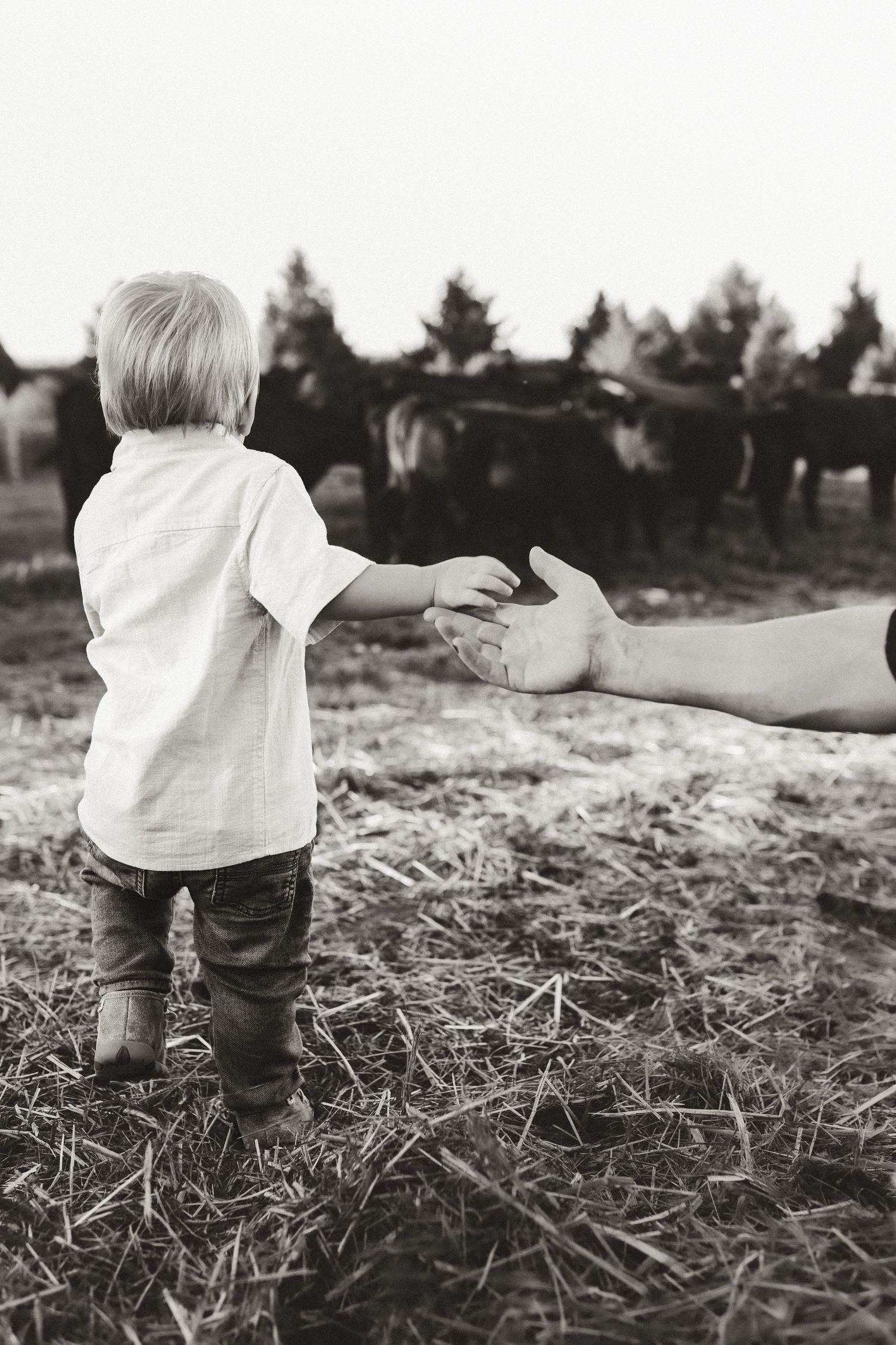 Black and white image of small child reaching toward outstretched hand near farm animals.