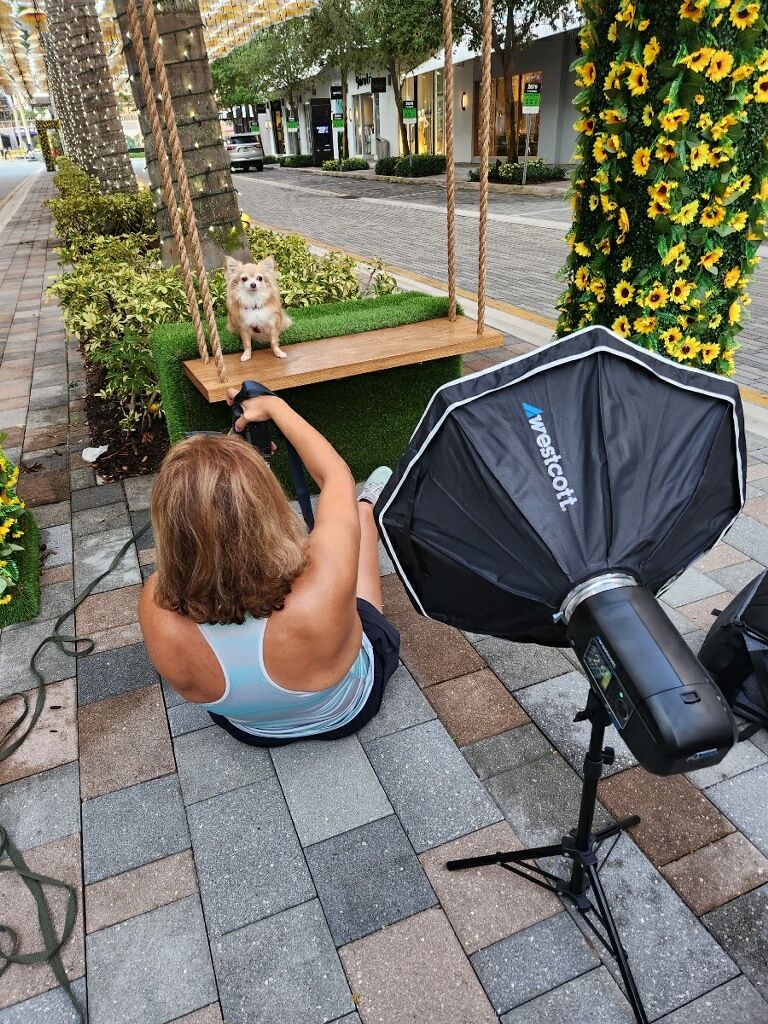 Photographer capturing image of small dog on wooden swing with sunflowers in background.