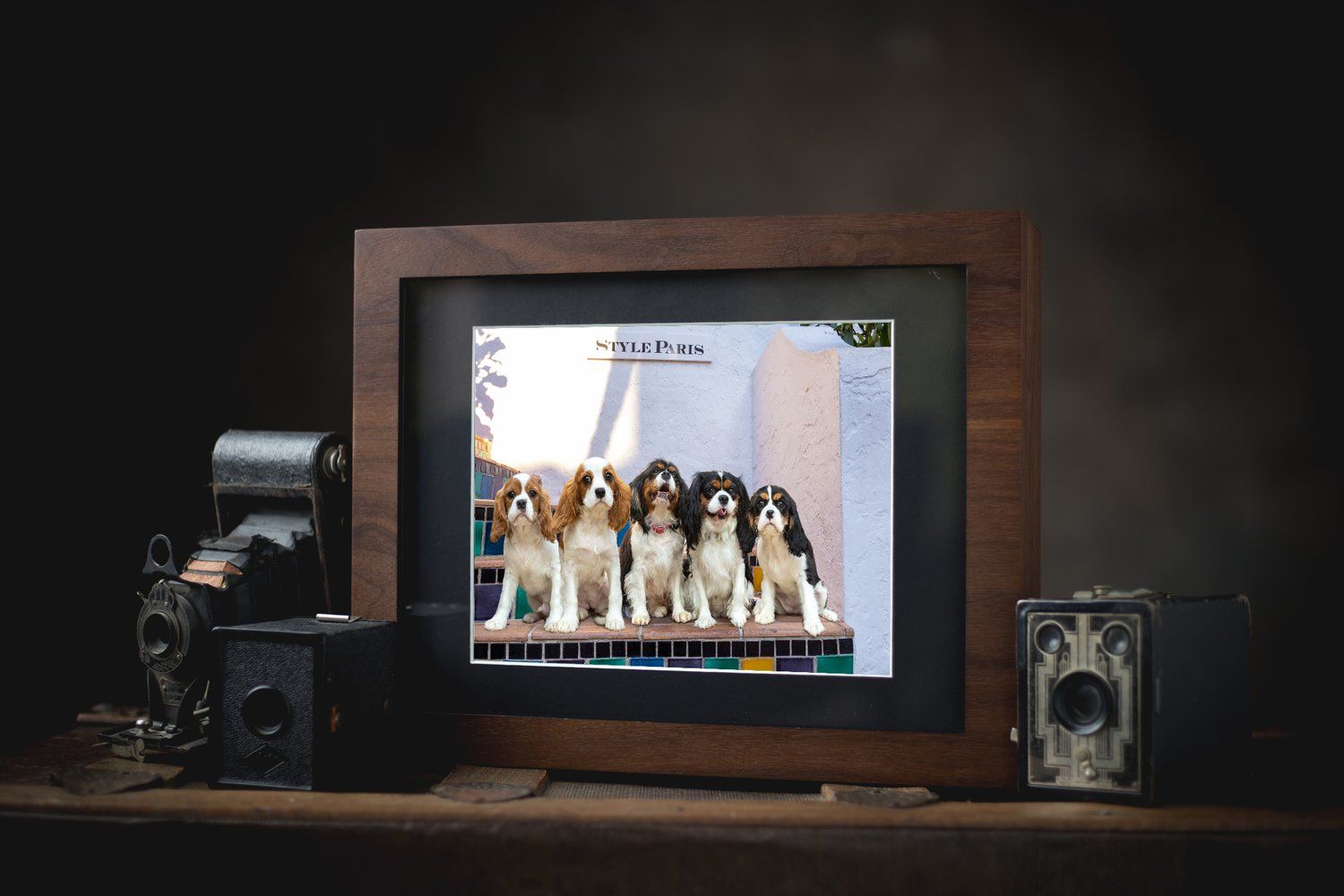 Vintage photo display setup with antique cameras and digital frame showing group of puppies.
