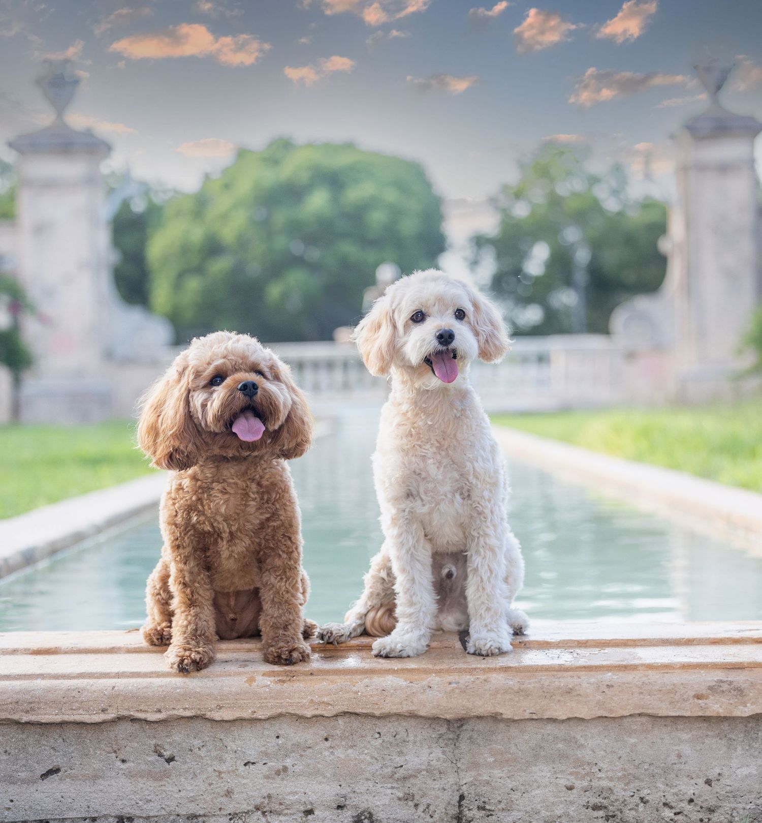Two Goldendoodle dogs sitting together by reflecting pool on sunny day.