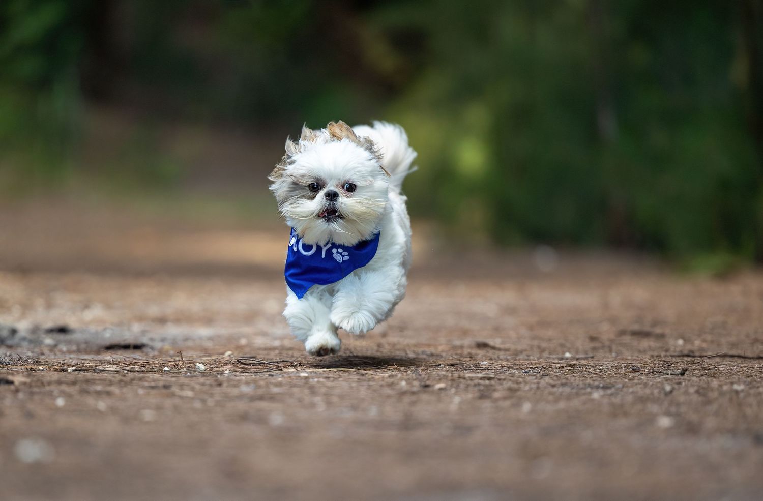 Small white Maltese dog wearing blue bandana running energetically on dirt path.