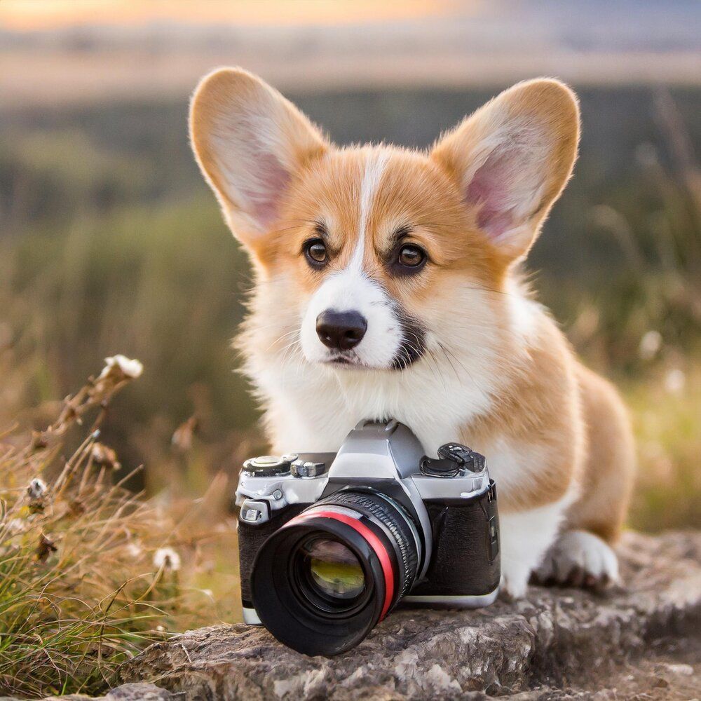 Corgi dog posing outdoors with vintage camera in golden sunset light.