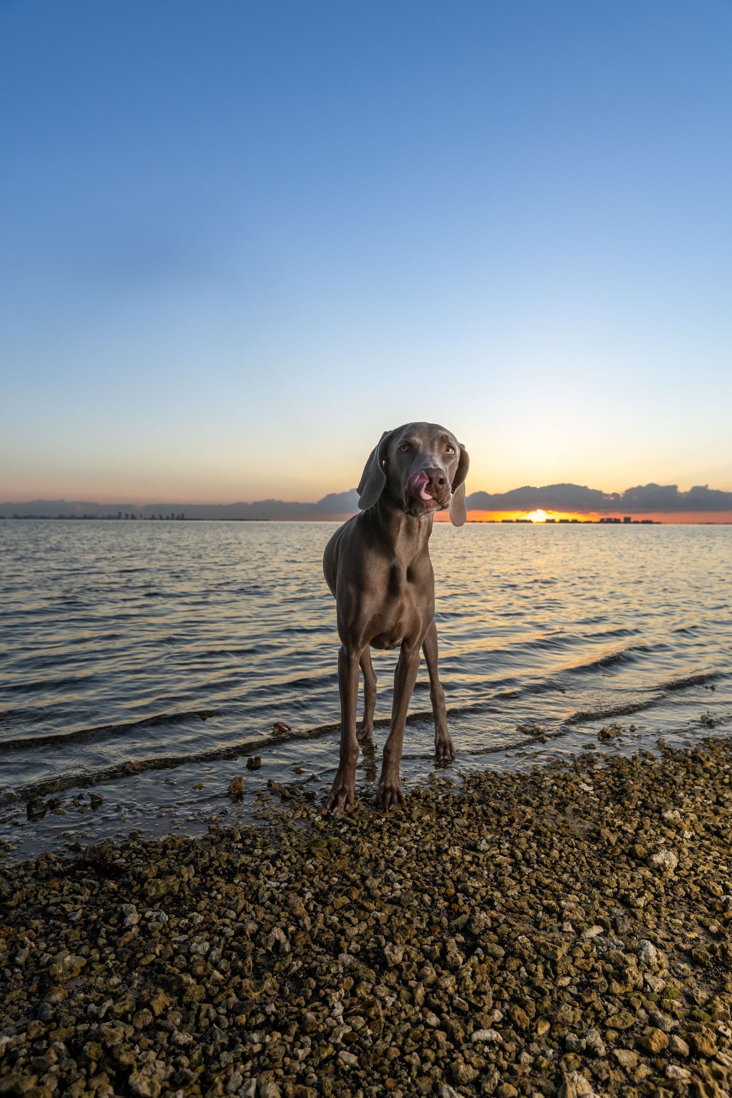 Weimaraner dog stands on rocky beach shore during golden sunset over calm water and distant mountains.