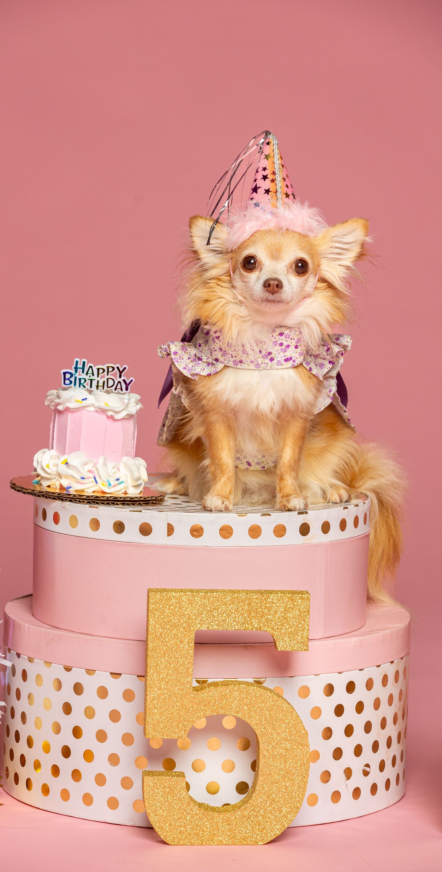 Chihuahua dog wearing party hat sits atop pink birthday cake display with gold number 5 decoration.
