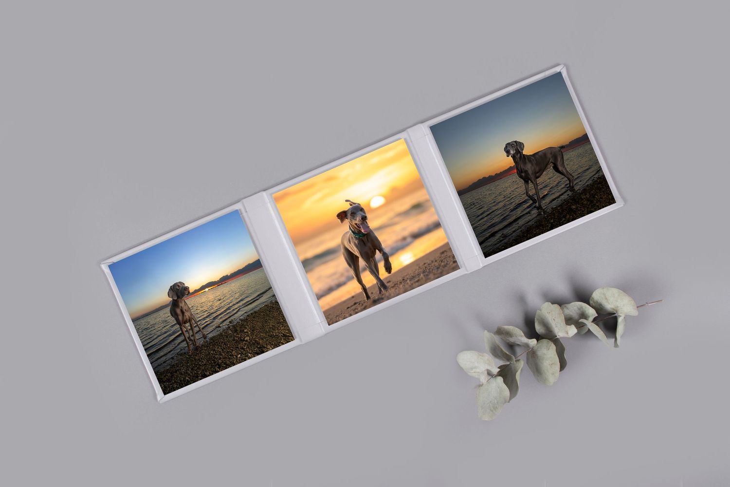 Three candid silhouettes against a vibrant beach sunset with white seashells displayed below the photos.