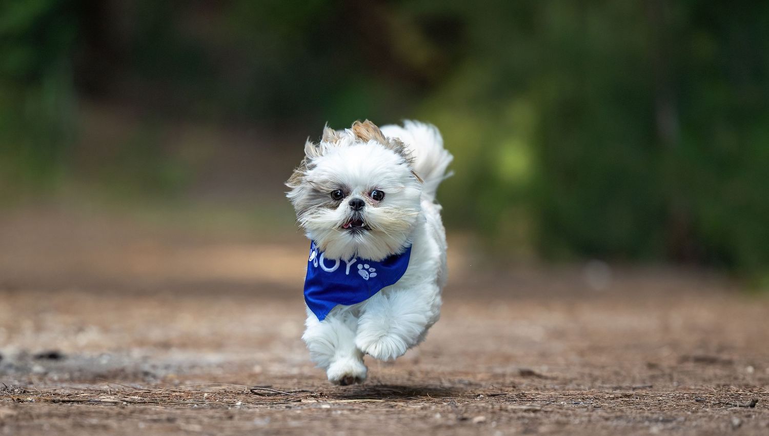 Shihtzu running, Professionalpetphotography, petphotography, Lorena Cora Pet Photography, Florida Pet photography, Palm Beach Pet photos
