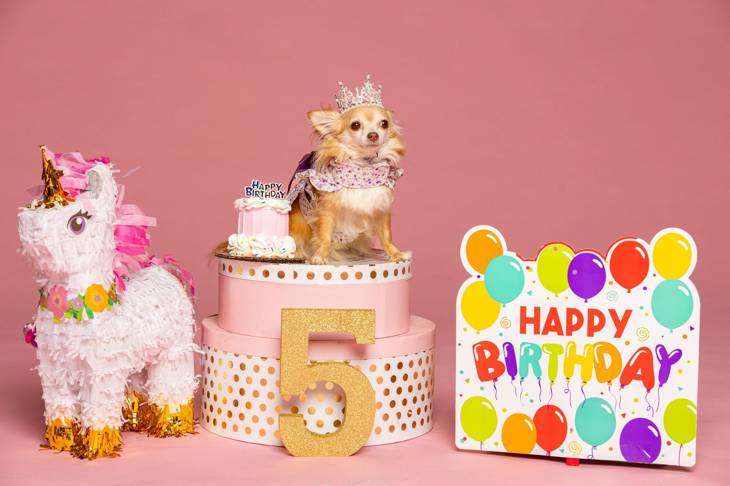 Pomeranian puppy celebrating 5th birthday with pink decor and unicorn plush toy.