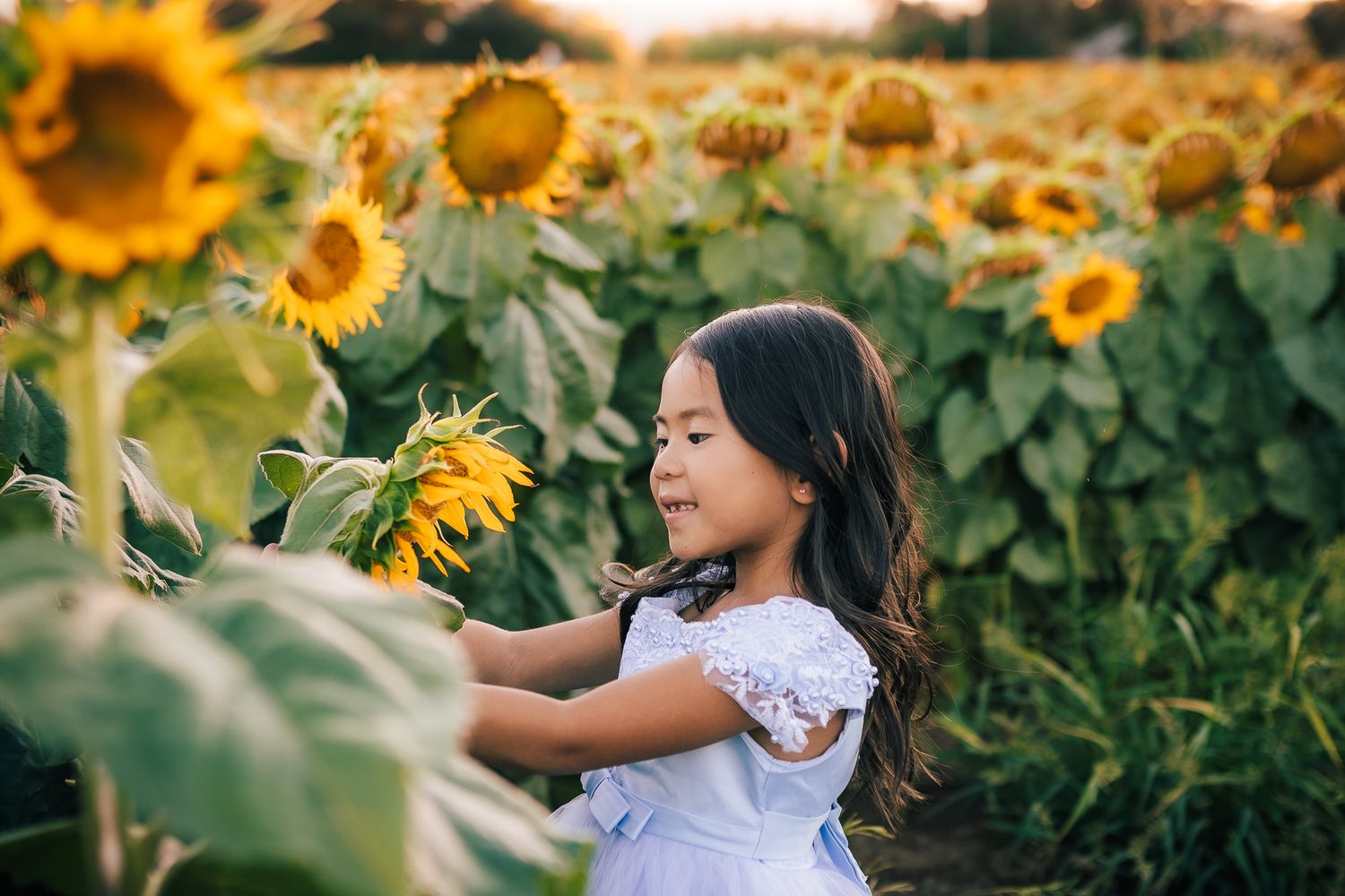 Young girl in white dress plays joyfully among tall blooming sunflowers in a summer field.