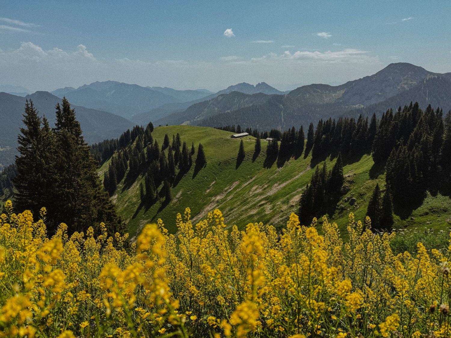 Mountain landscape with bright yellow wildflowers in the foreground and distant peaks under blue skies.