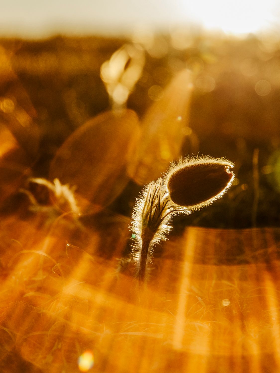Close-up of a backlit plant seedhead glowing golden in sunset light.