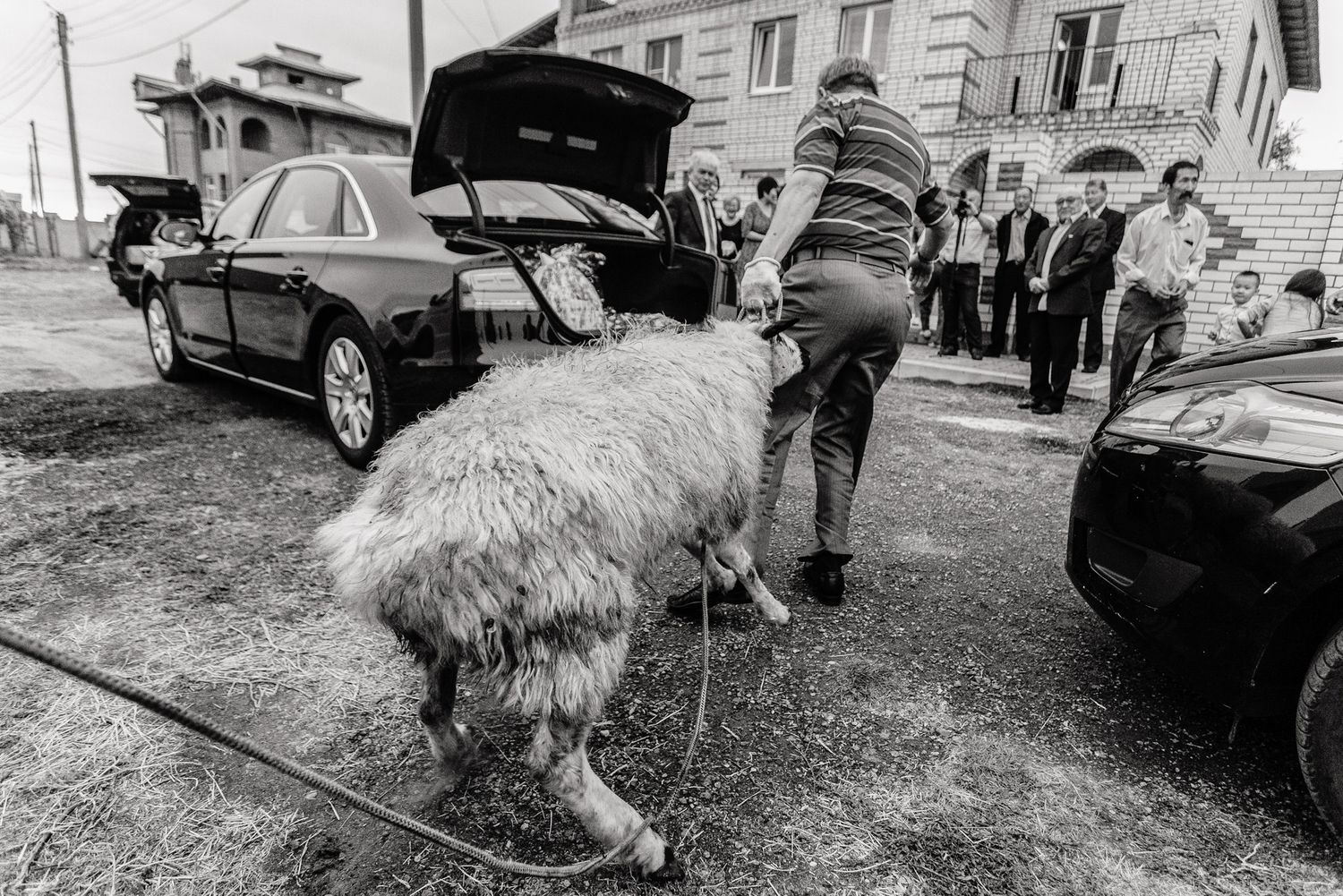 A rustic outdoor scene with an alpaca or llama visible among parked cars.