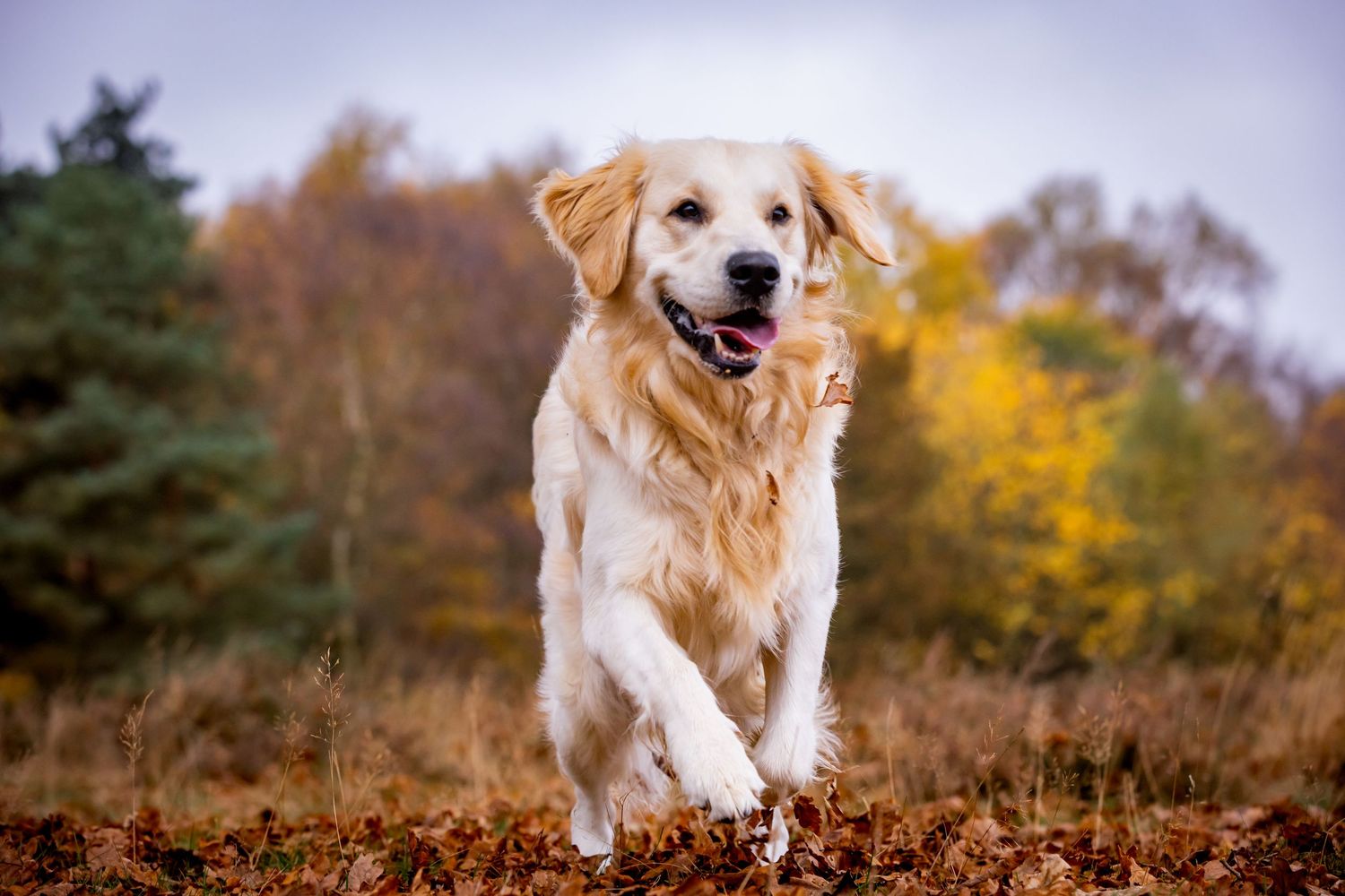 Golden retriever dog running joyfully through an autumn field with fallen leaves.