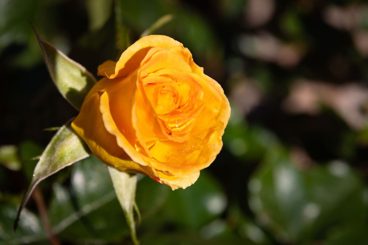 A vibrant yellow rose bloom with delicate petals glows against a dark green blurred background in natural light.