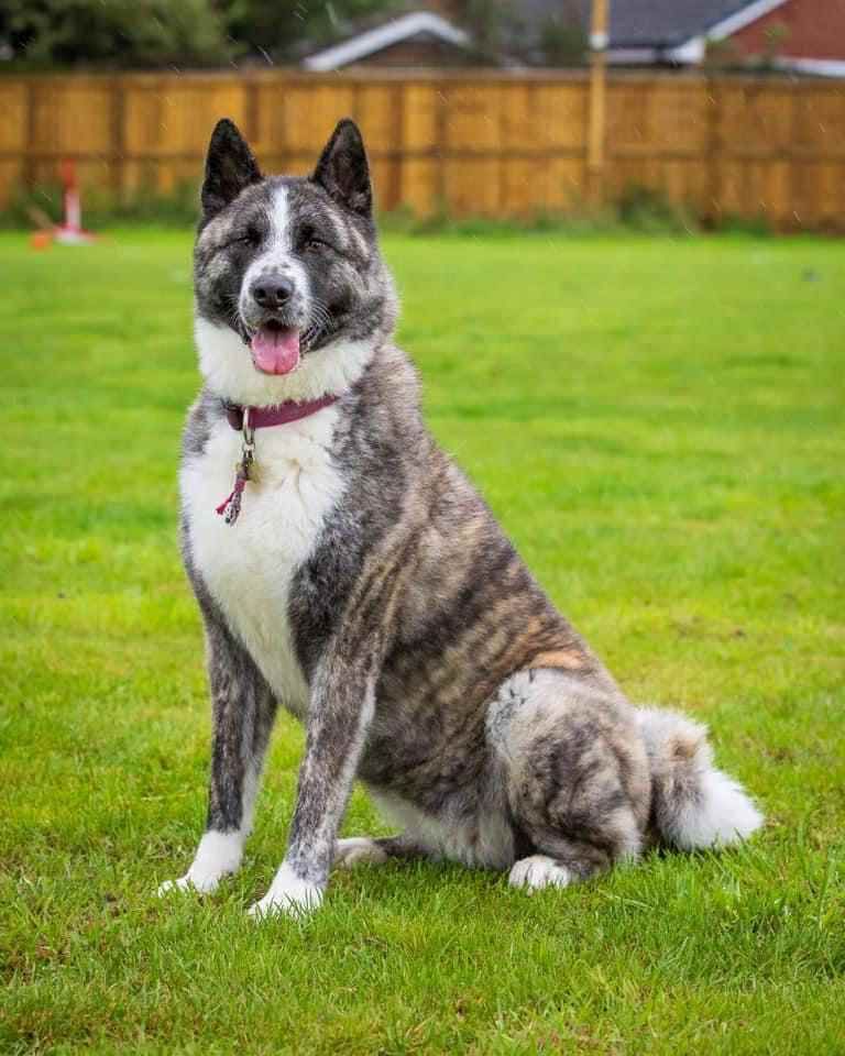 Happy Akita dog with grey and white brindle coat sitting in grassy backyard wearing red collar.