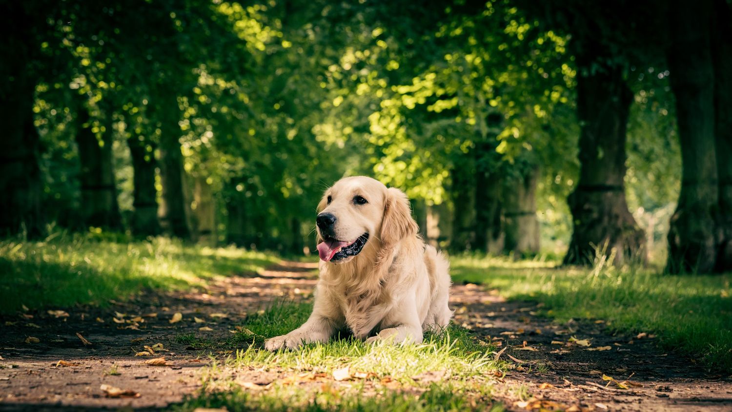 A Golden Retriever dog lying on a dirt path in a sunlit forest with green trees and bokeh background effects.