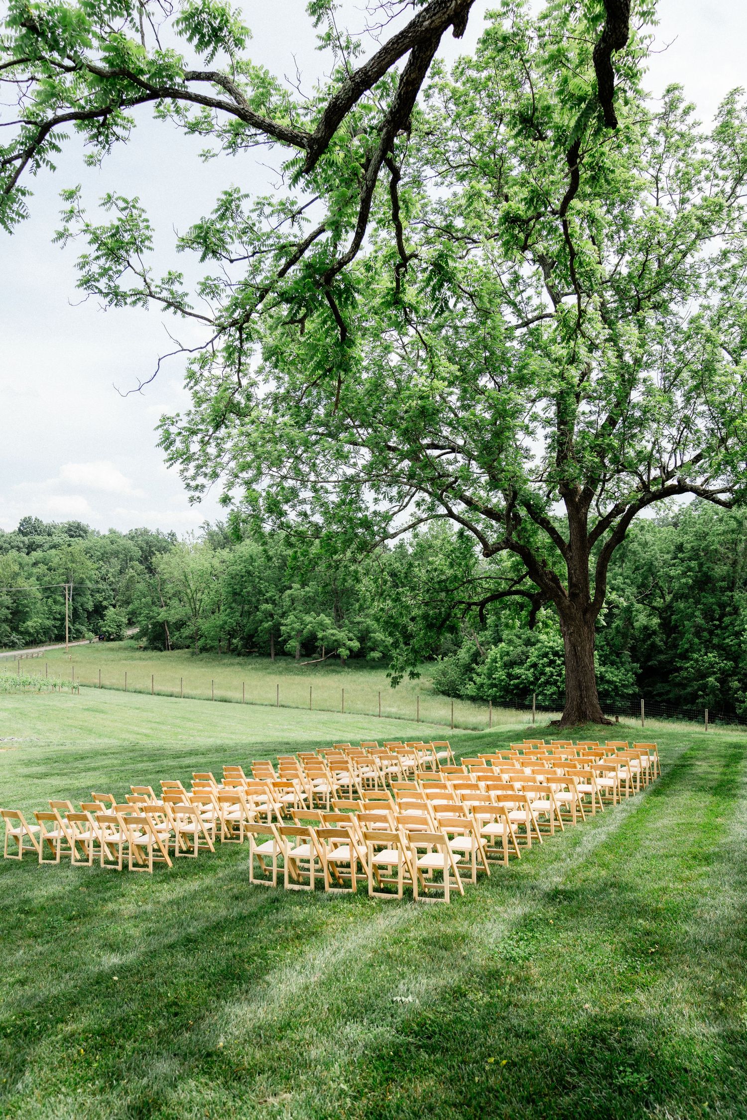 photo of the ceremony site on the lawn under a beautiful old tree