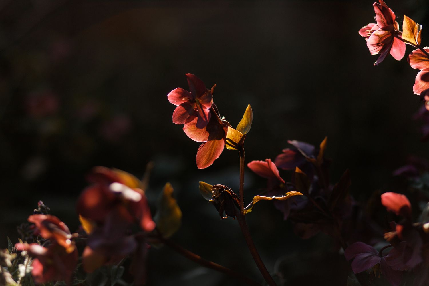 Delicate pink flowers on dark branches backlit by warm sunlight creating a dreamy atmosphere in nature.