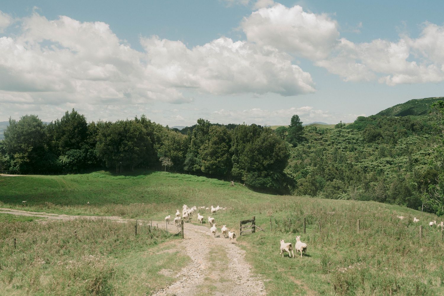 Sheep graze along a winding dirt path through rolling green hills and woodlands.