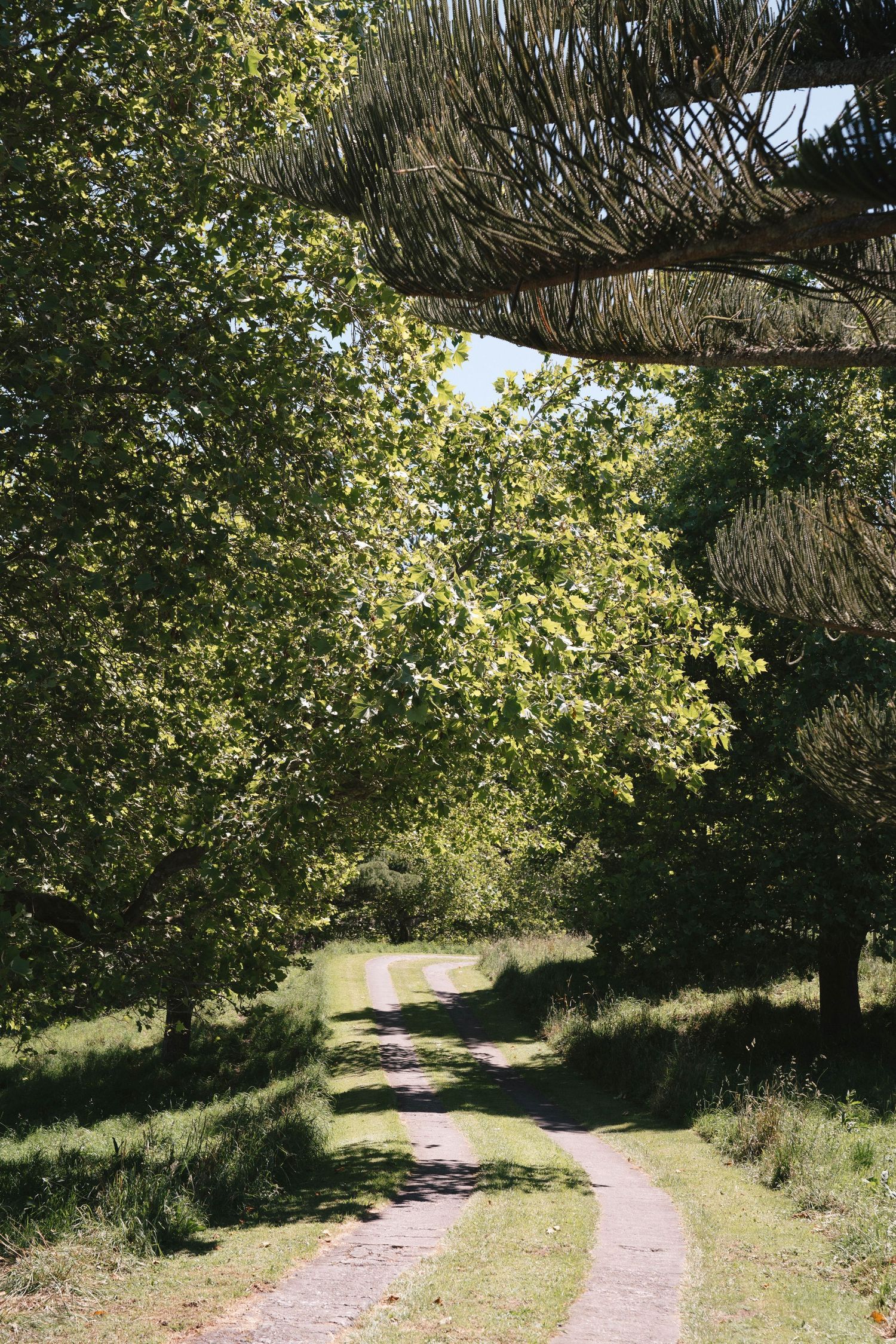 A serene dirt path winding through trees and grass under natural sunlight.