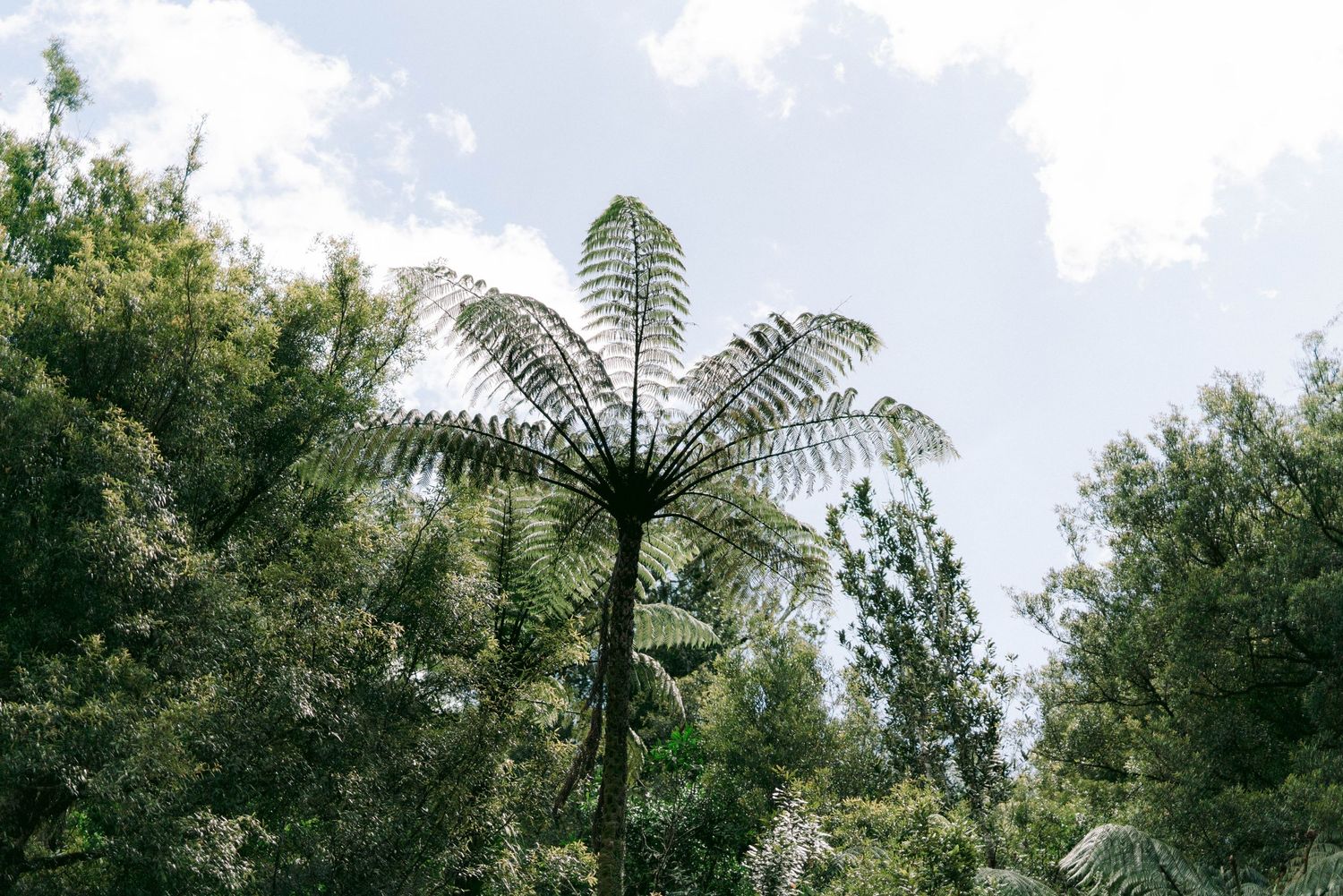 A tall tree fern silhouetted against a bright sky, spreading its delicate fronds among other trees in a forest canopy.