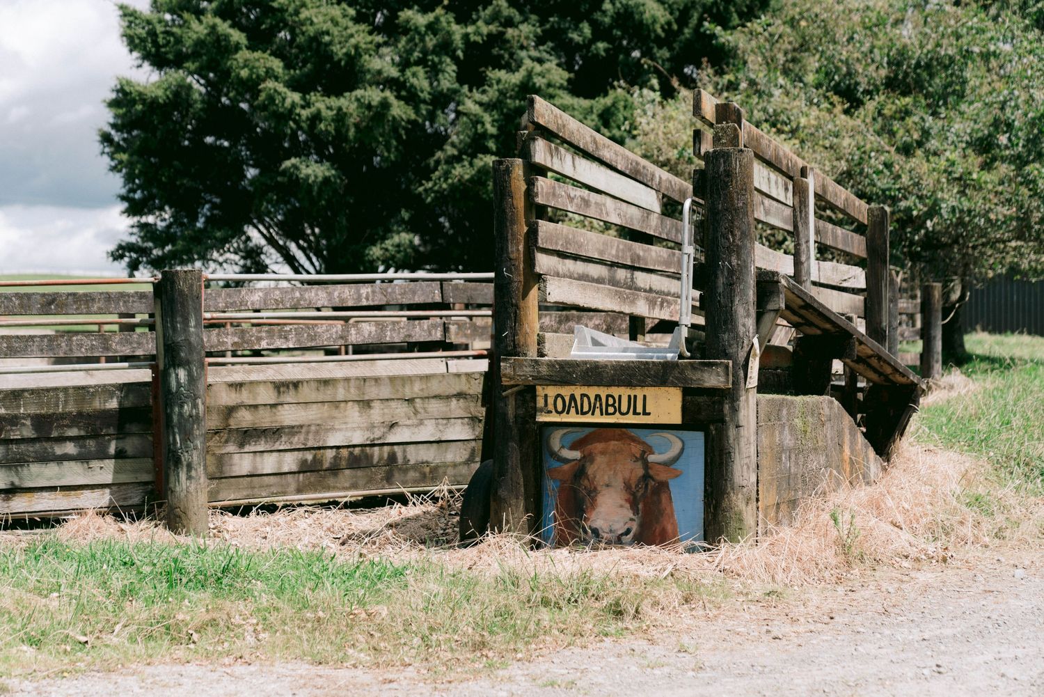 Wooden cattle loading chute with weathered boards and a dangling chain stands next to a dusty dirt road.