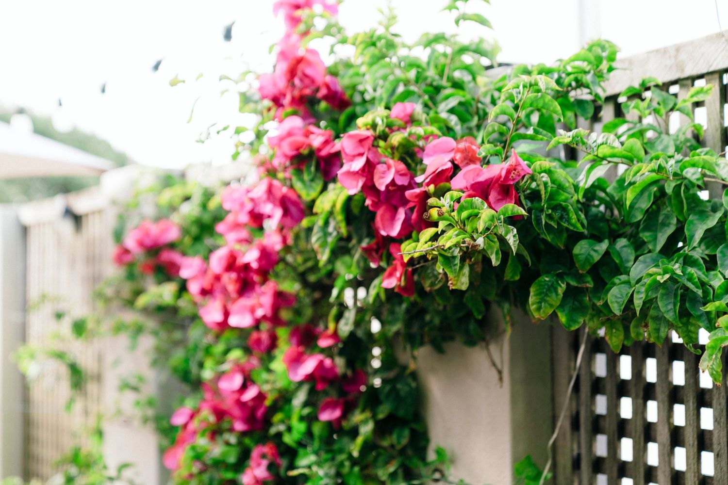 Pink bougainvillea flowers cascade over a white lattice garden trellis.
