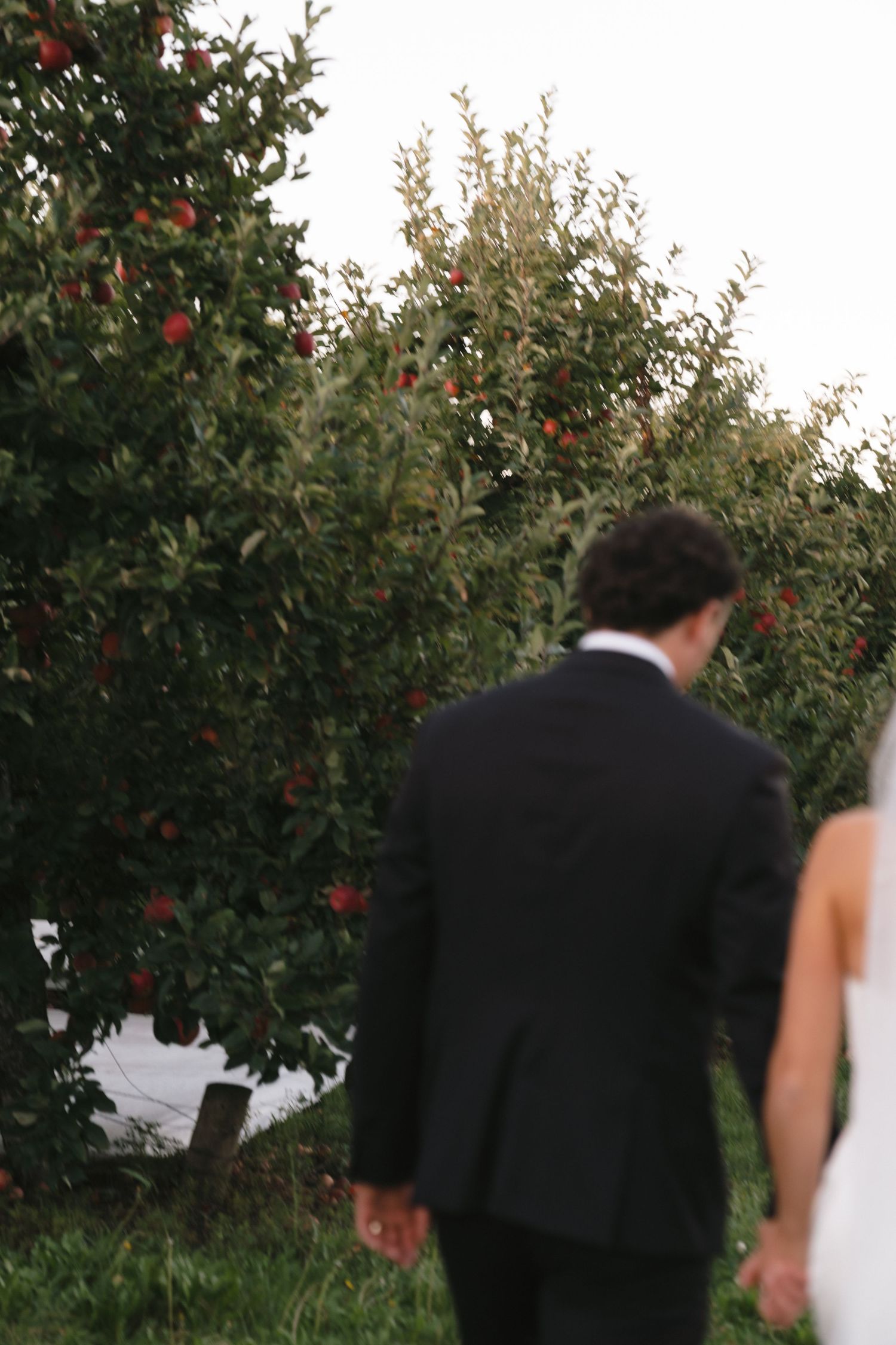 Romantic scene between newlyweds among apple trees at sunset.