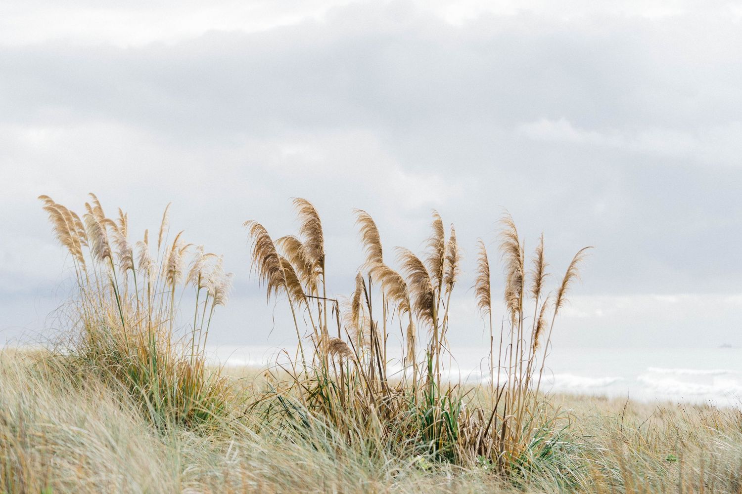 Tall pampas grass swaying against a cloudy sky at the beach.