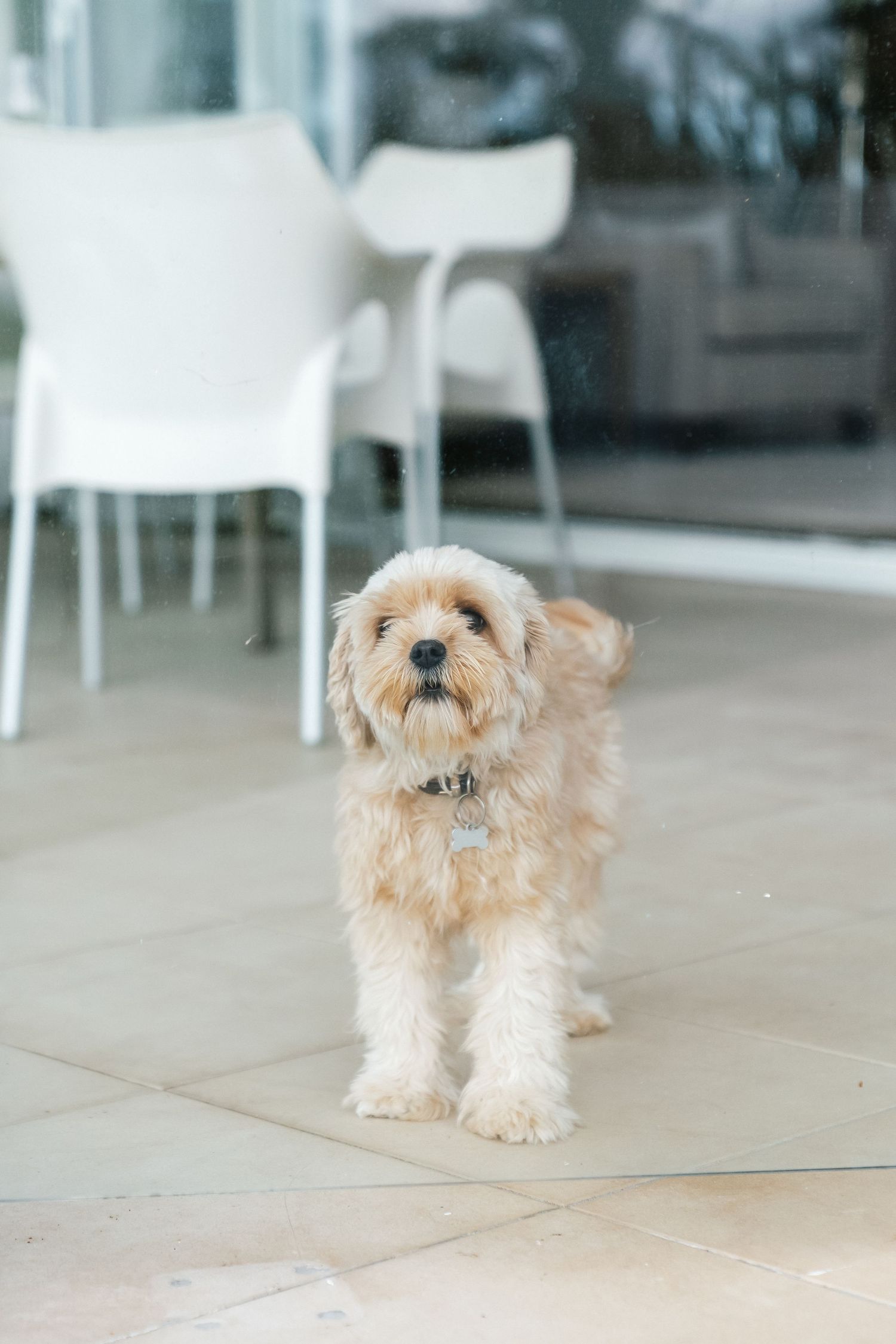 A cute shaggy cream-colored dog standing on a tiled floor with white chairs in the background.