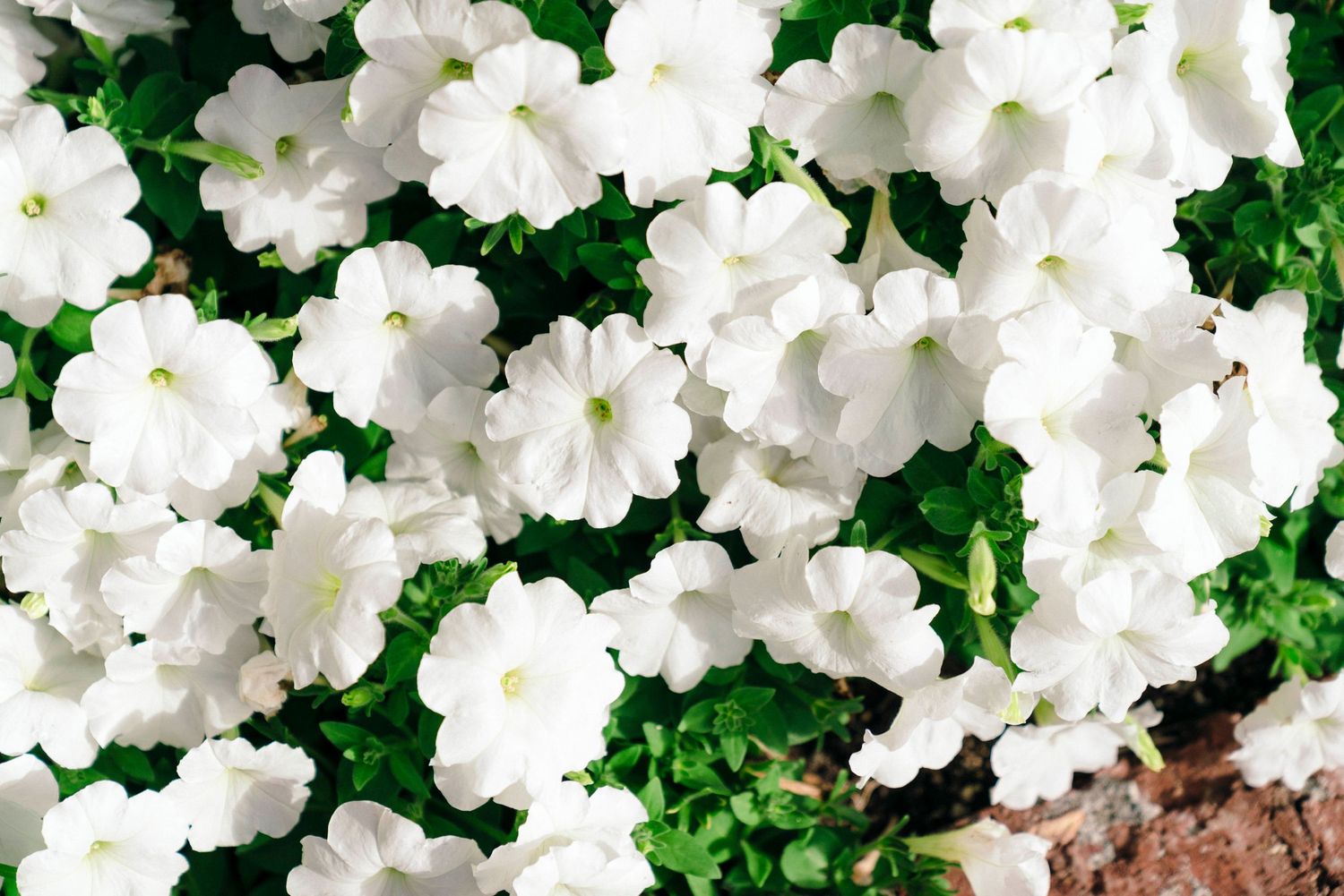 Close up of pure white petunias in full bloom with lush green foliage.