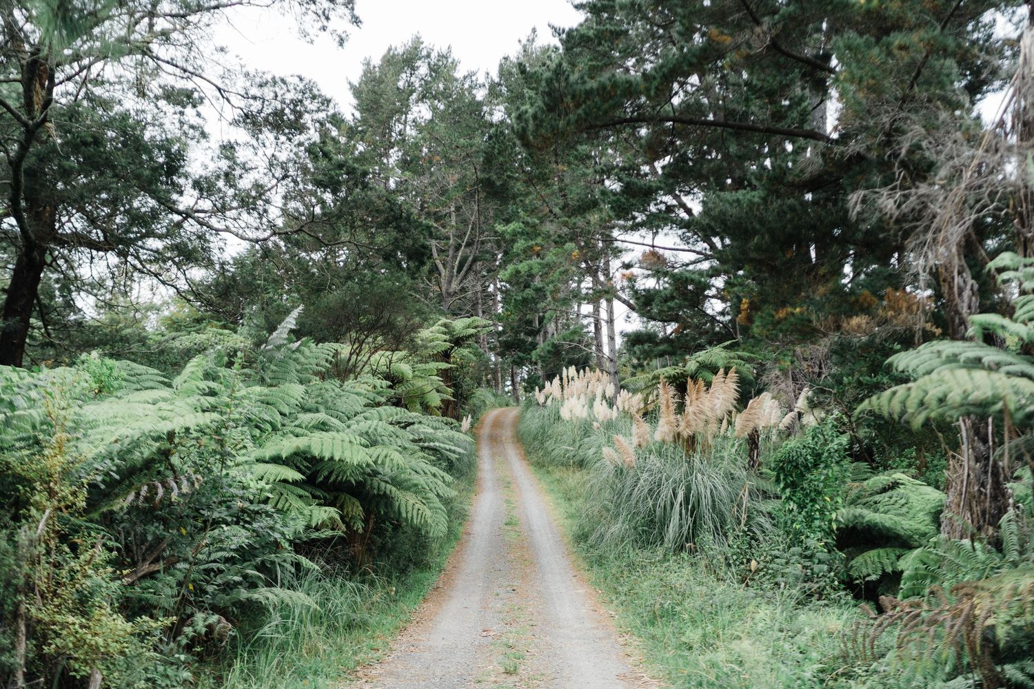 A narrow dirt path winding through lush ferns and pine trees in a forest.