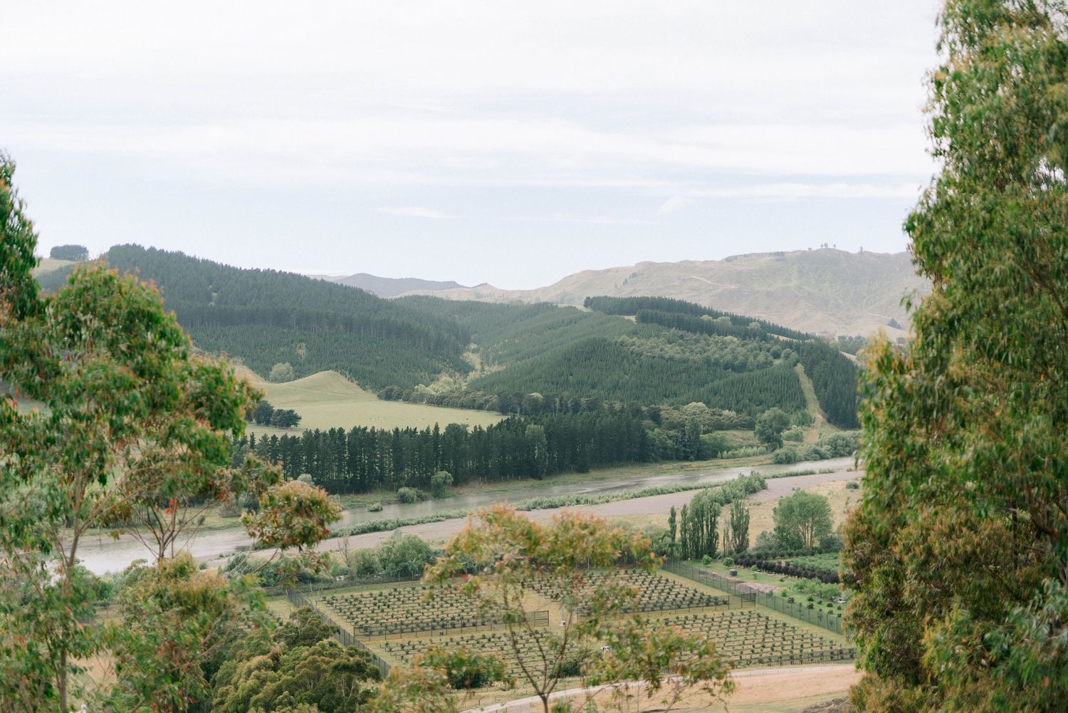 Rolling hills and vineyards with mountains in the distance create a scenic pastoral landscape.