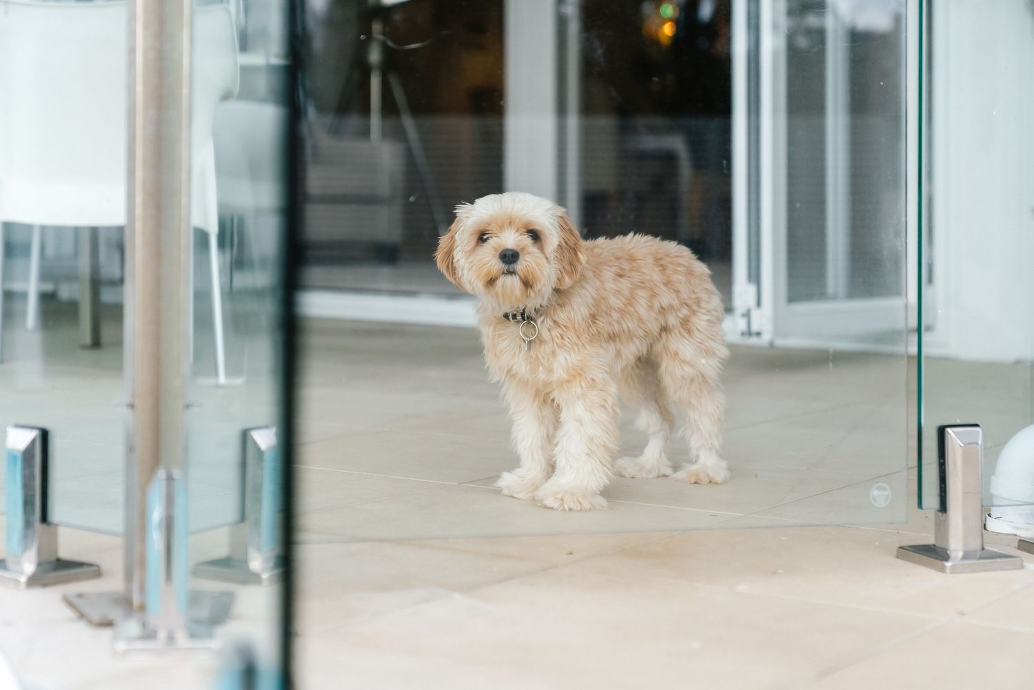 A fluffy tan-colored dog stands alone on a porch near glass doors.