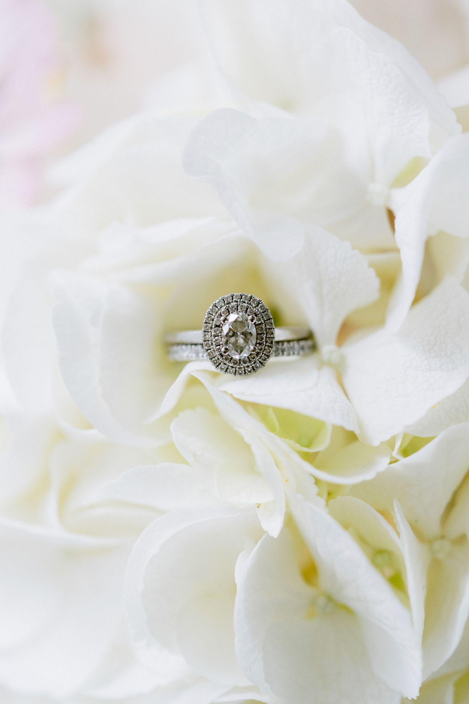 Elegant diamond engagement ring nestled in delicate white hydrangea petals.