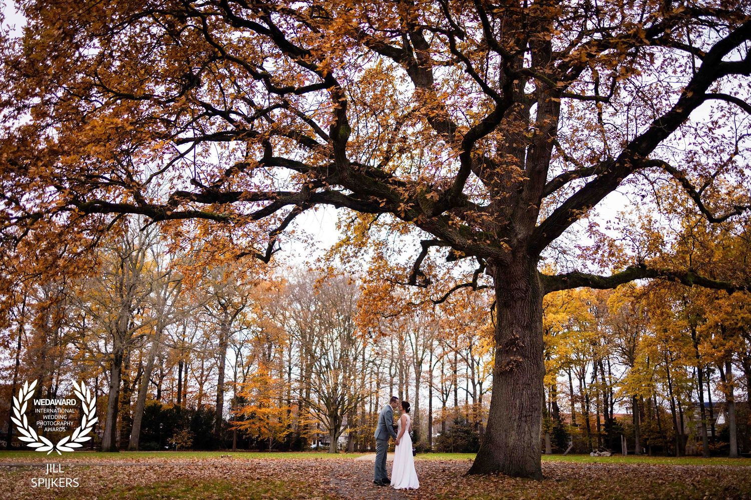 Wedding couple poses under large autumn tree with golden leaves.