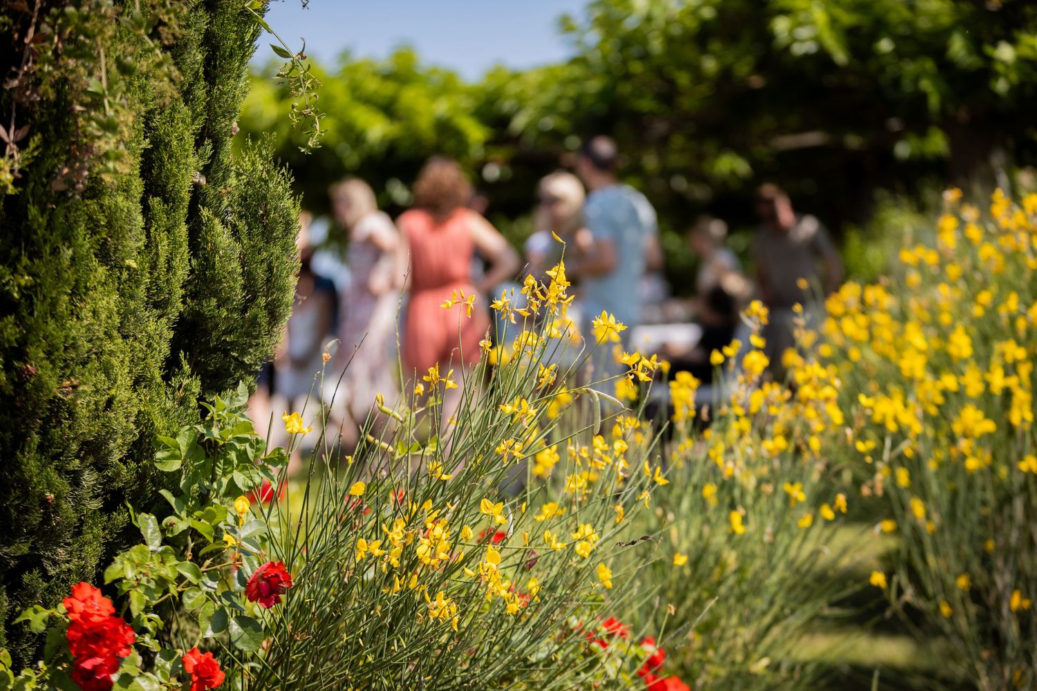 Yellow wildflowers bloom in a sunny garden border while people gather in the blurred background on a summer day.