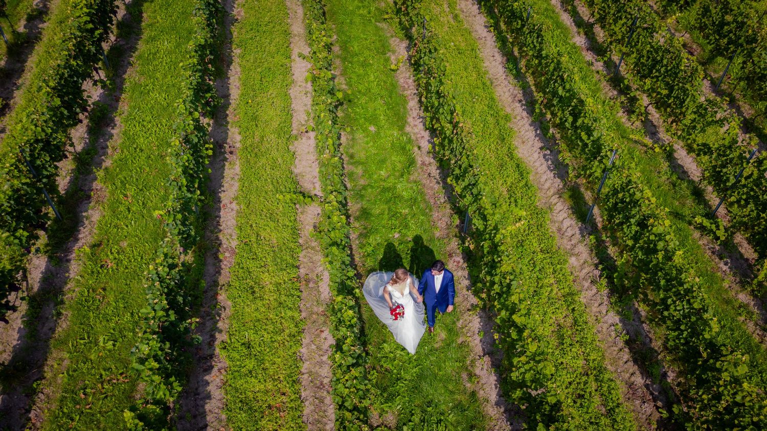 Panoramic view of green vineyard rows with tasting area in background.