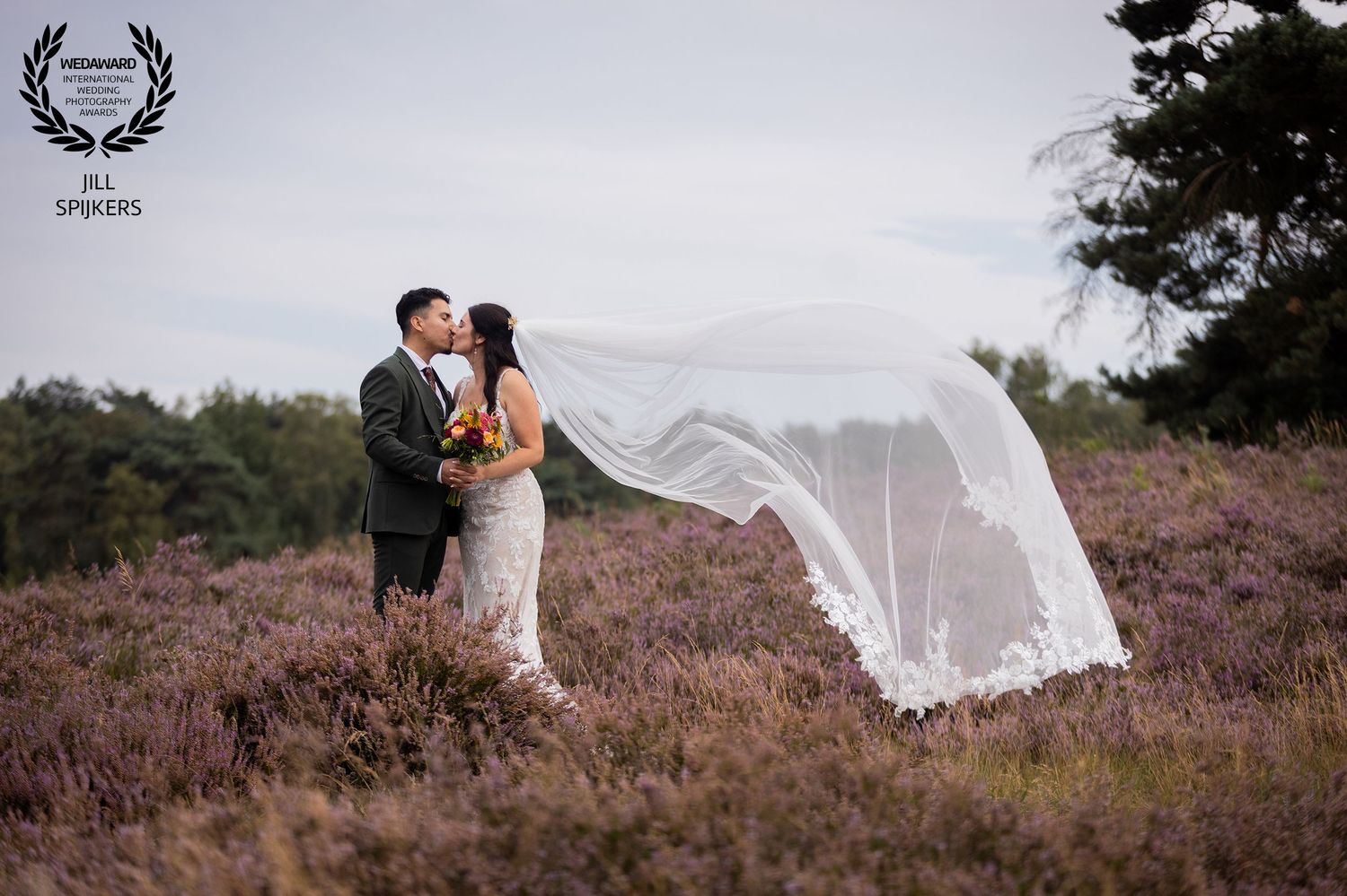 Wedding couple stands in blooming heather field as bride's veil dramatically flows in the wind.